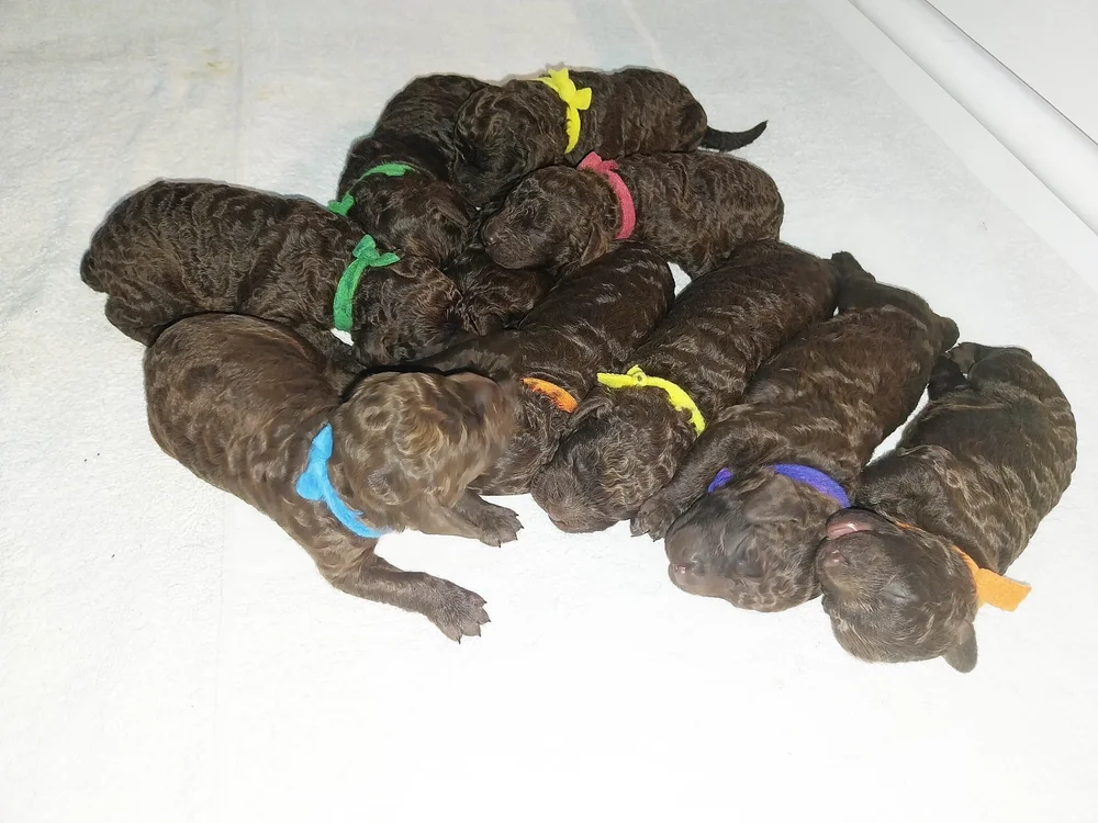 Henry x Sage 09/23 — Little Brownies Kennel American Water Spaniels