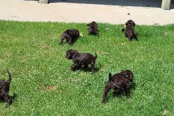 Ro's pups outside for the first time