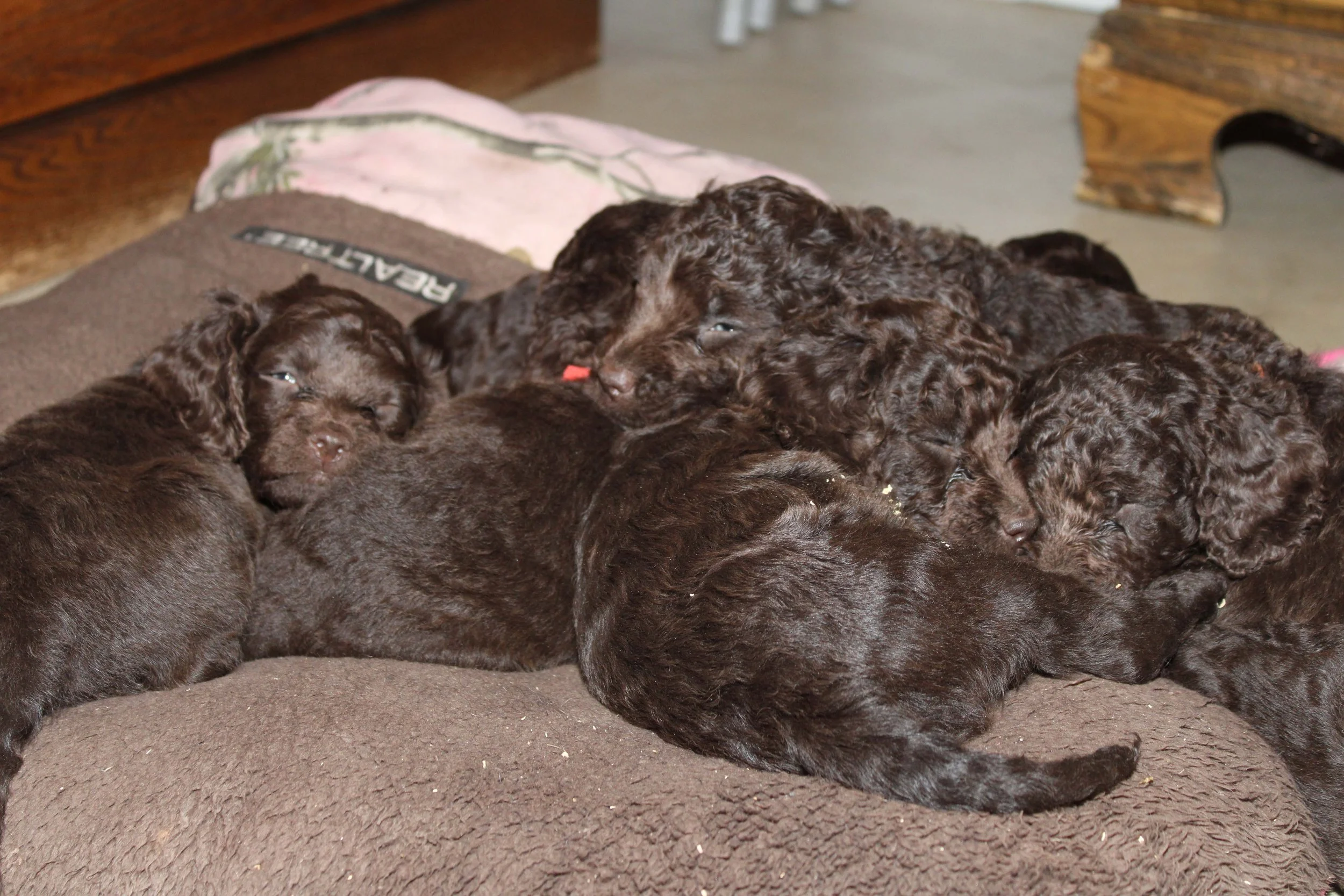American Water Spaniel pups piled
