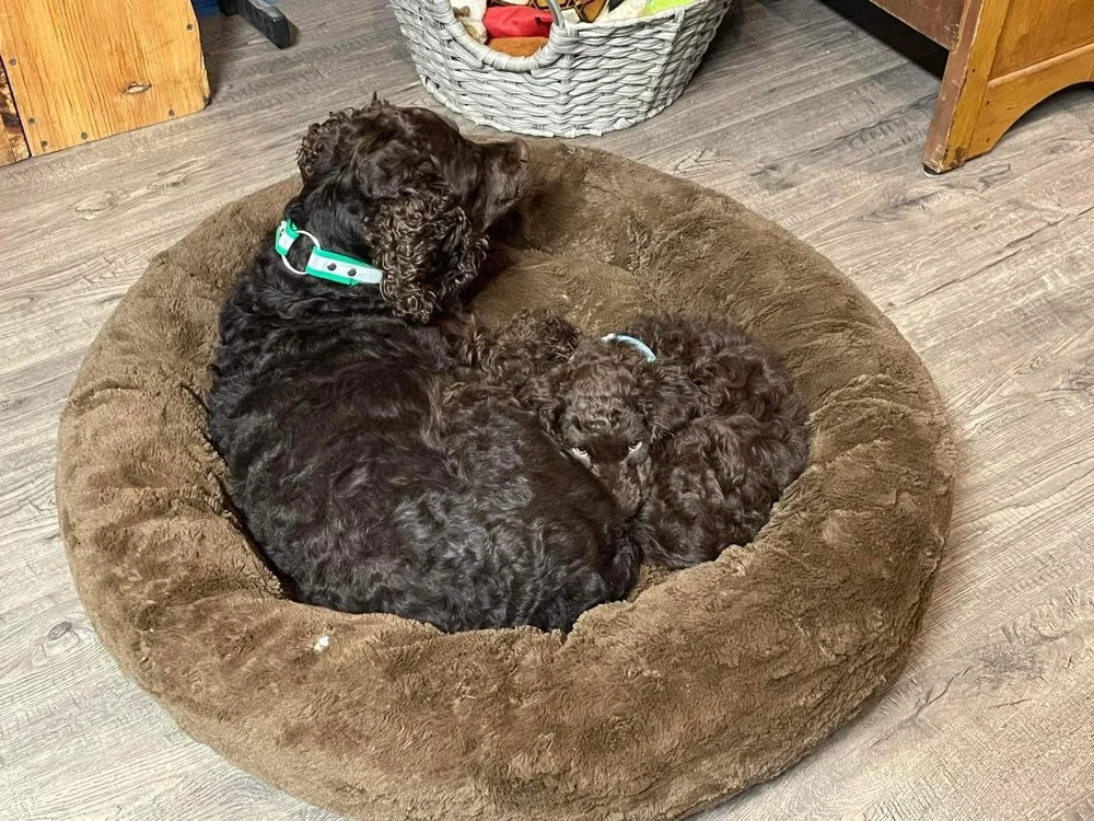 Photo Gallery — Little Brownies Kennel American Water Spaniels