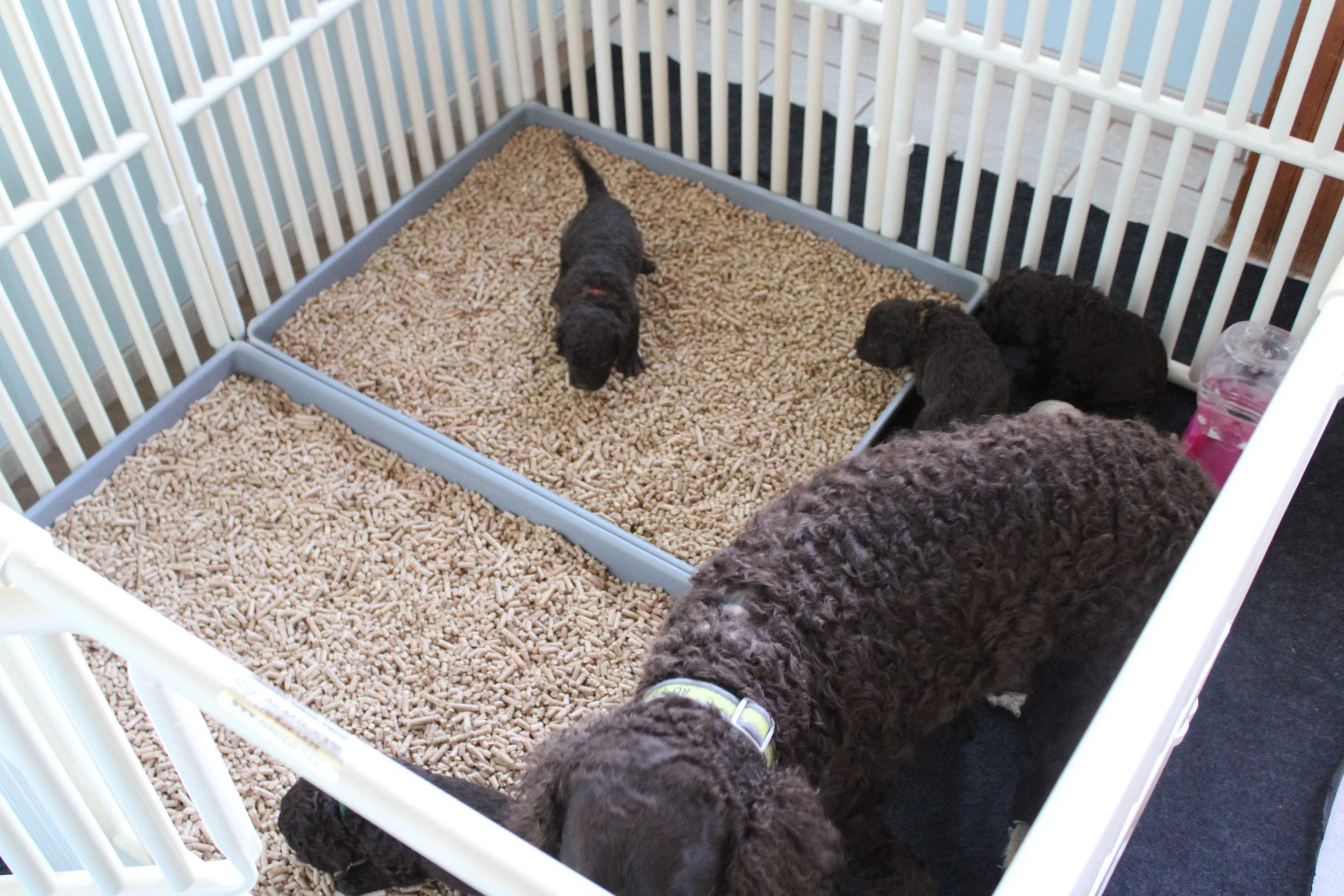 AWS puppies in their first Rover Pet pen