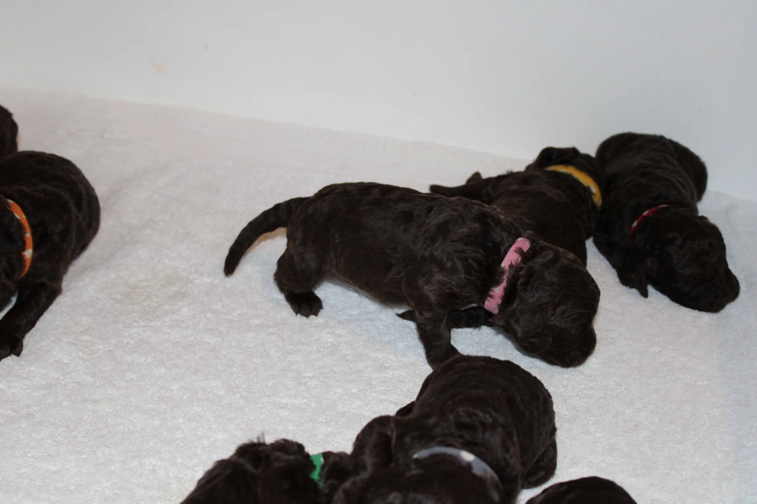 Ro's pups starting to walk