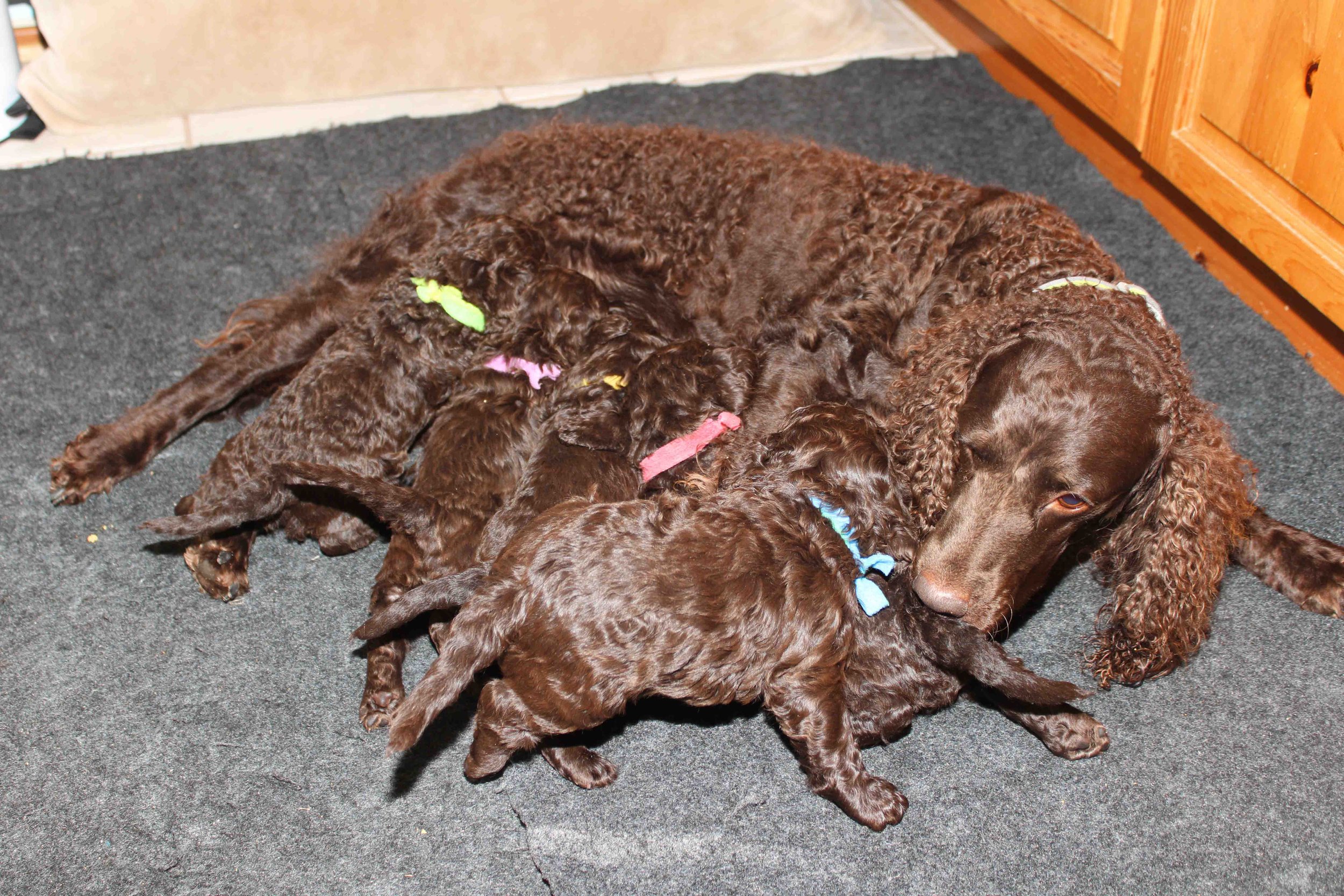 Brutus x Ro 3/20 — Little Brownies Kennel