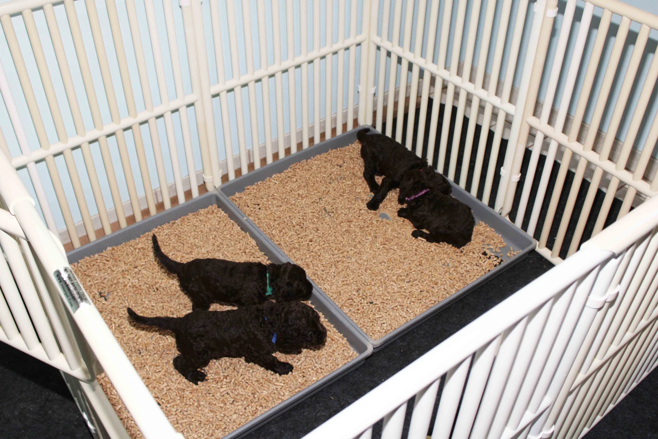 First puppy pen