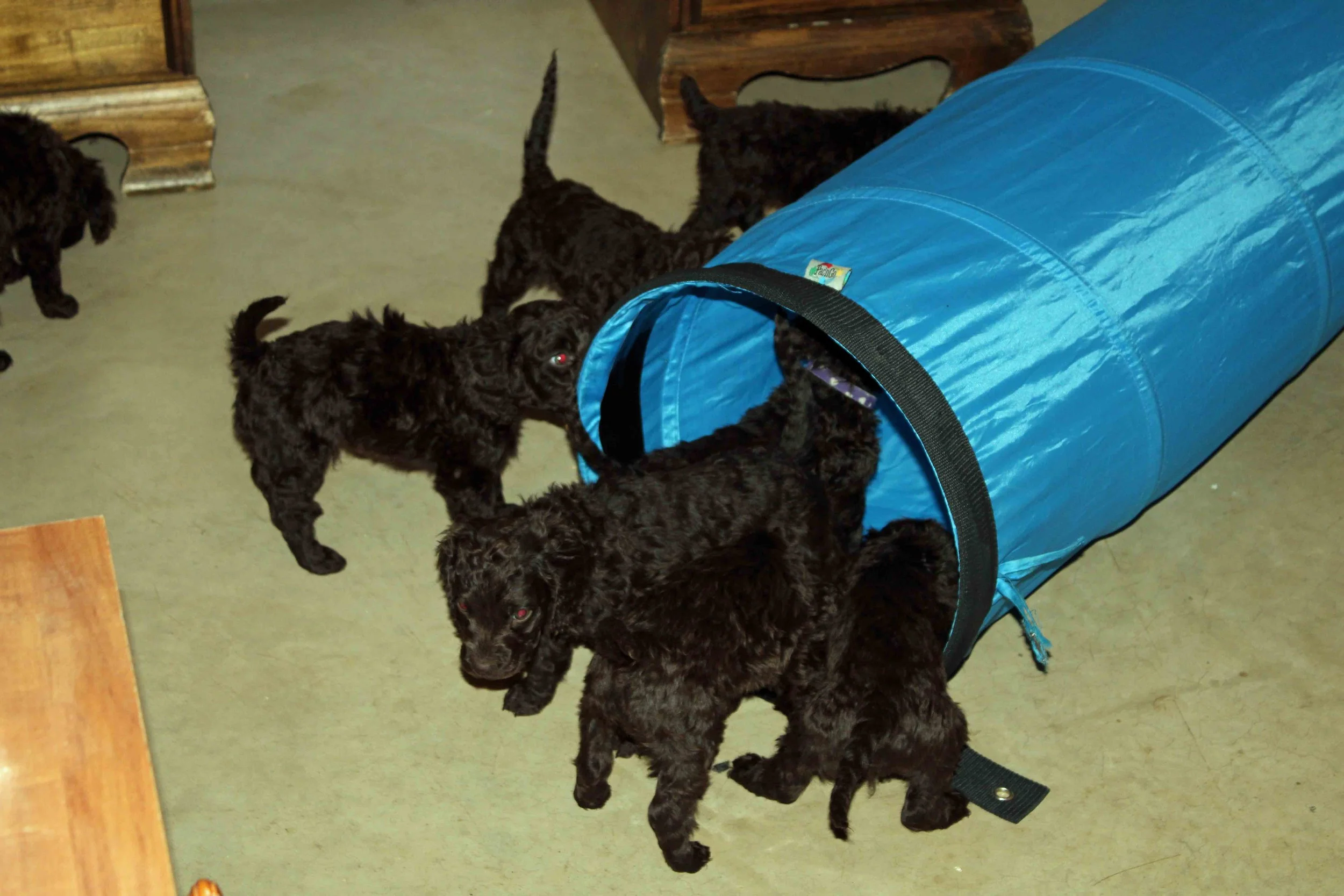 Ro's pups playing in the tunnel