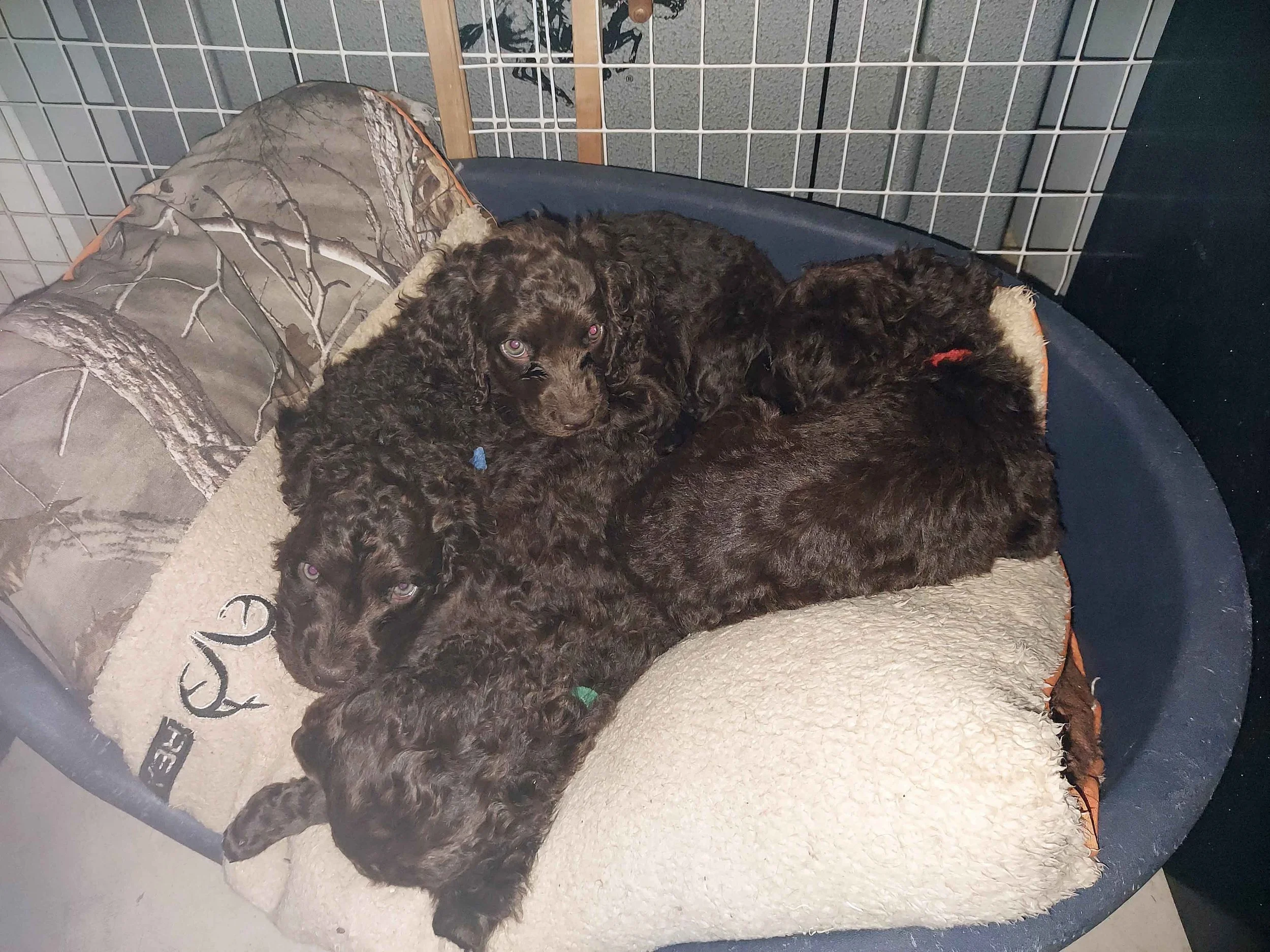 Pups snuggled in bed