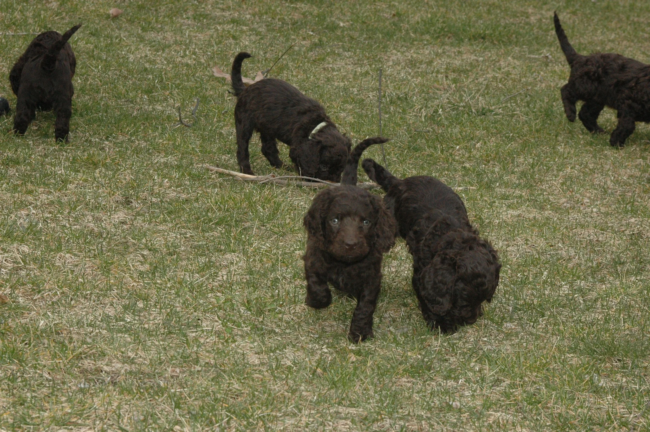 Our Dogs — Little Brownies Kennel American Water Spaniels
