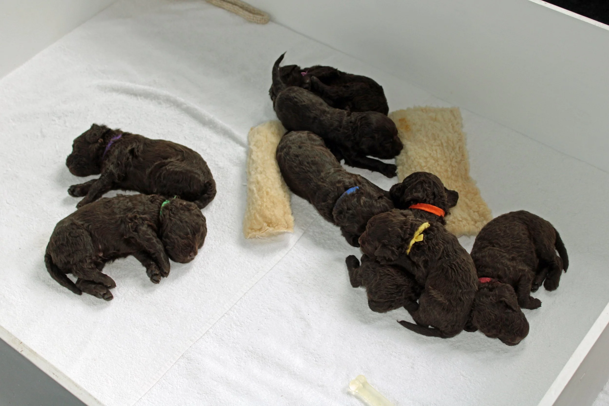 American Water Spaniel Pups taking a nap