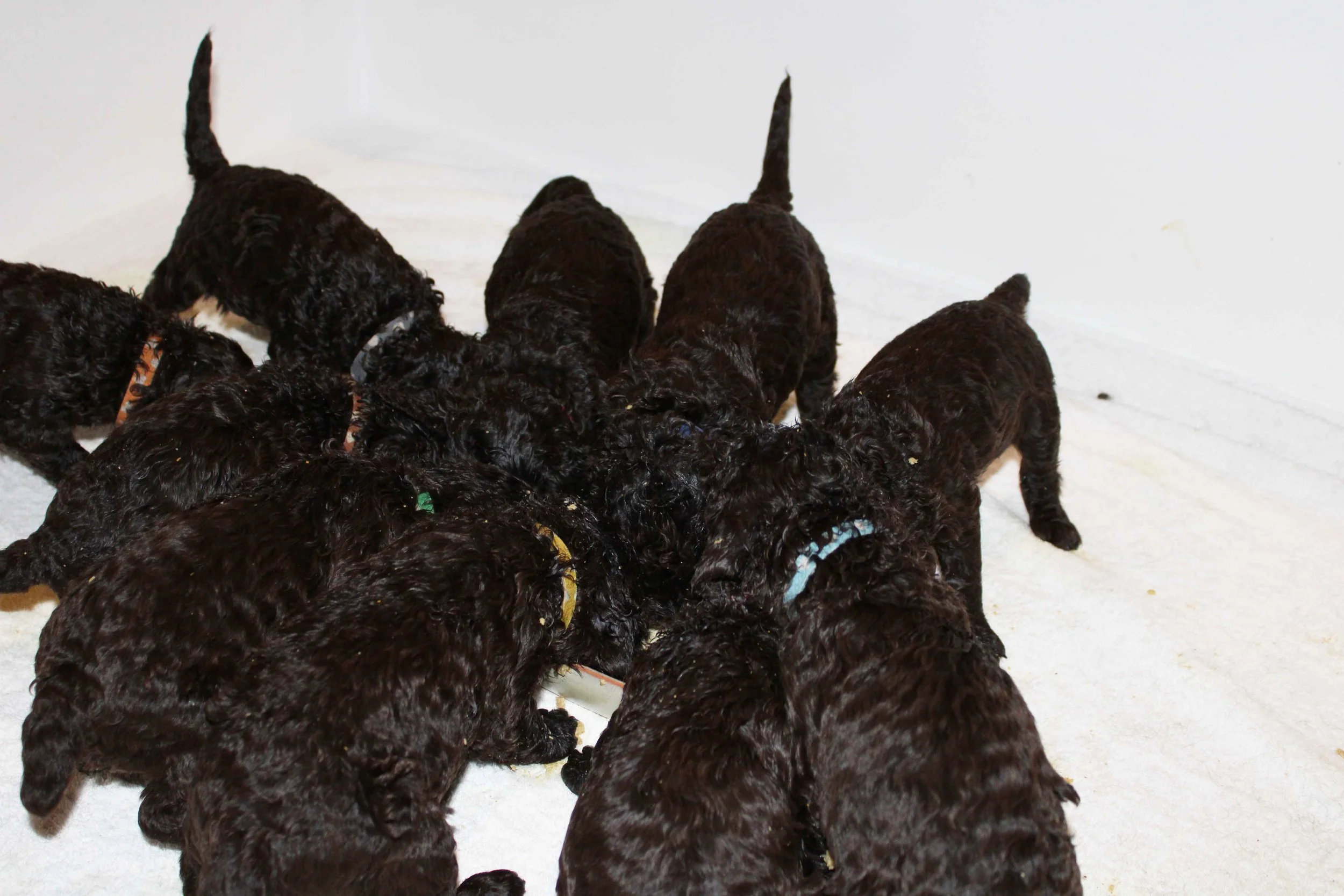 Ro's pups eating their first meal