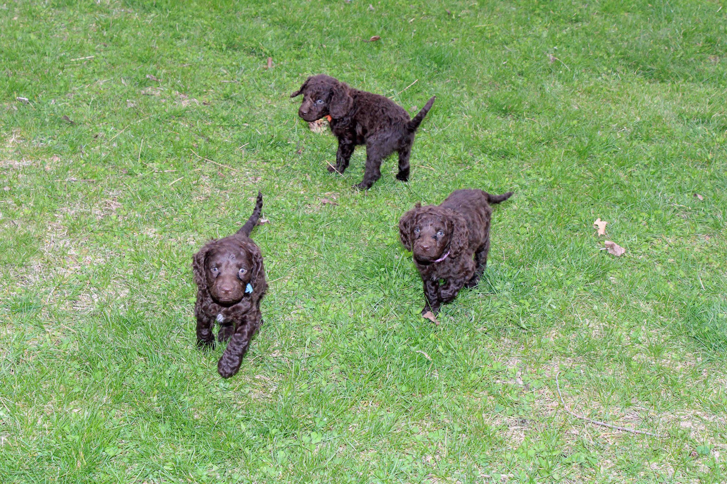 American Water spaniel pups