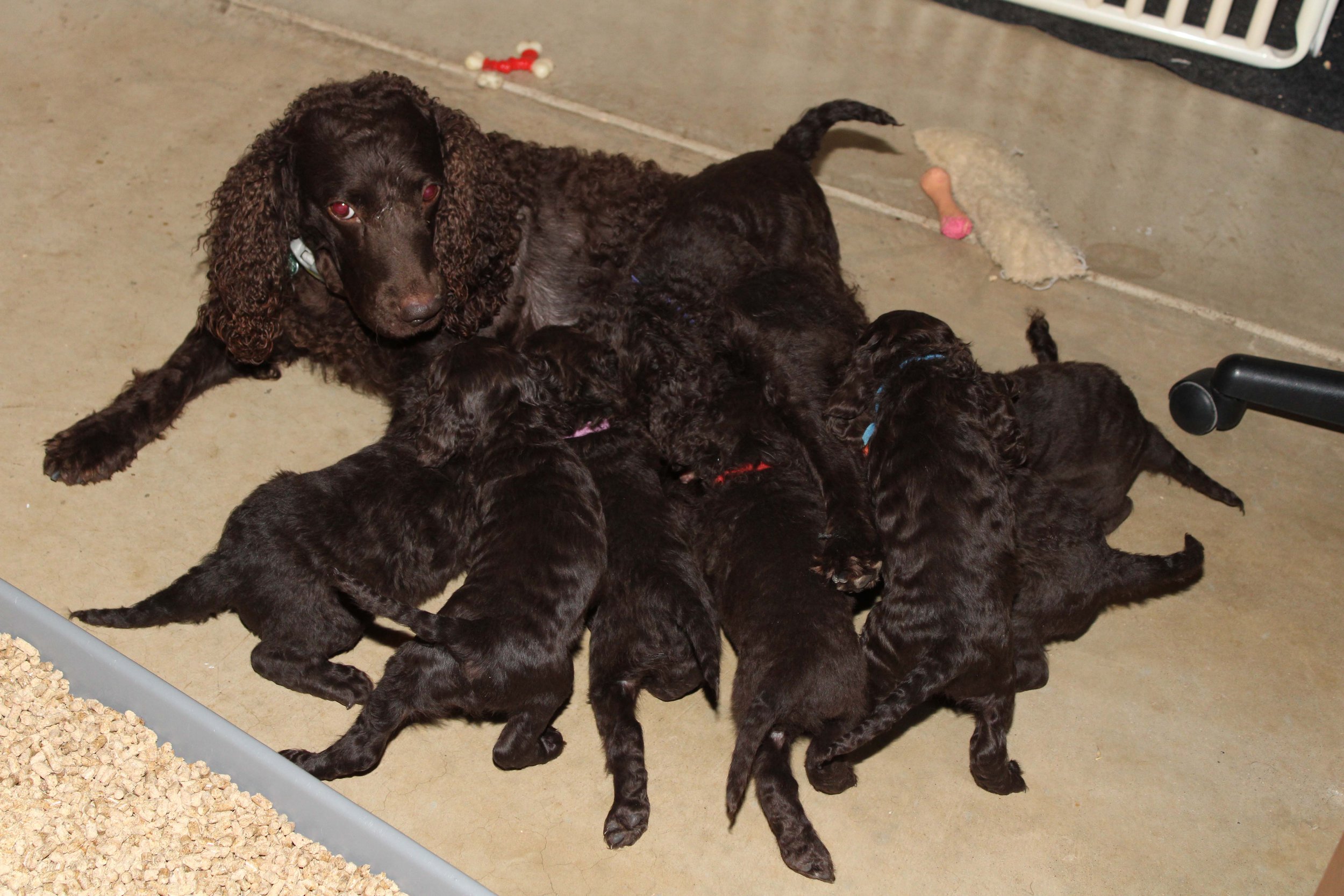 American Water Spaniel pups with mom following dinner.