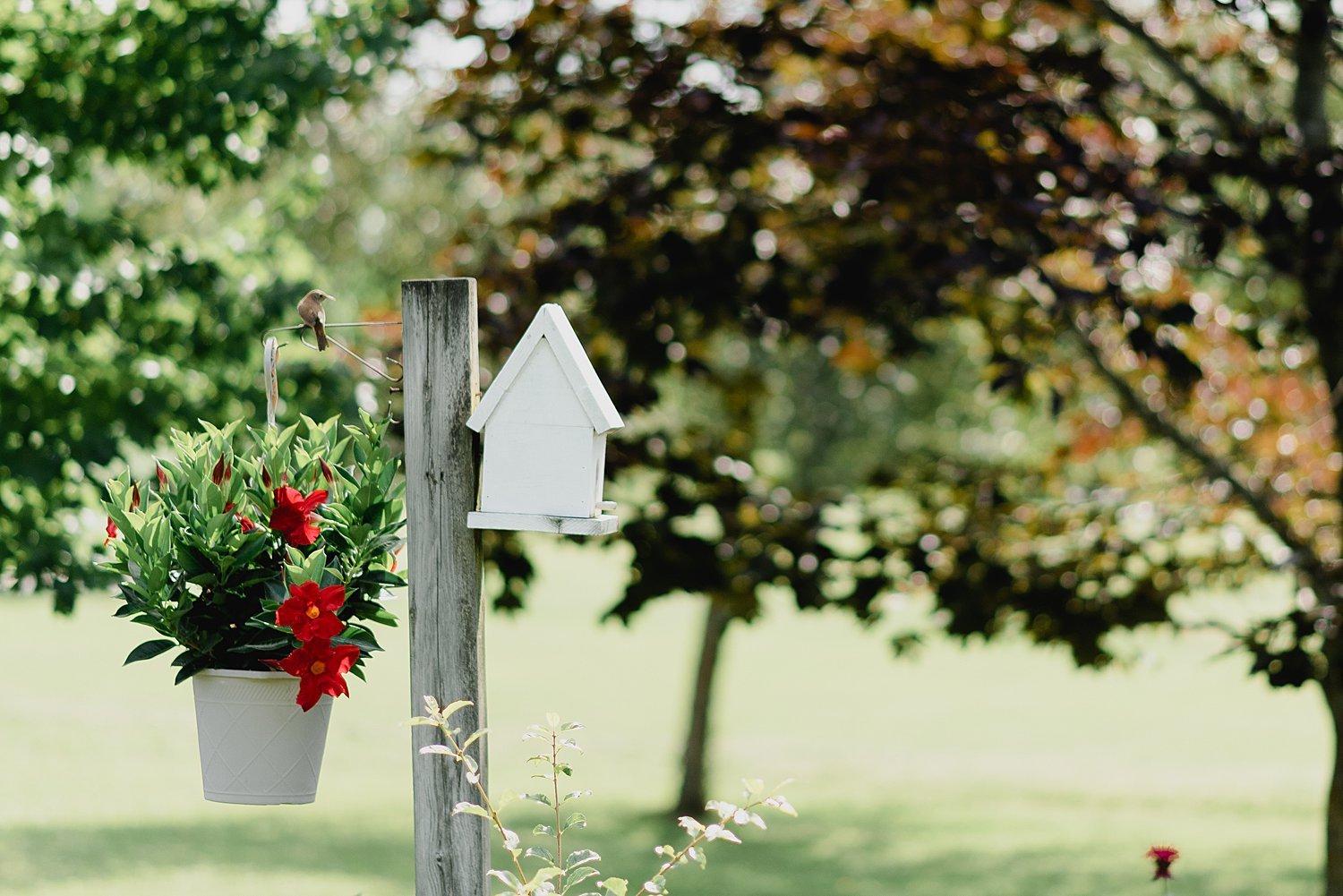 Elegant Summer Backyard Tented Wedding in Sydenham, Ontario | Prince Edward County Wedding Photographer | Holly McMurter Photographs_0043.jpg