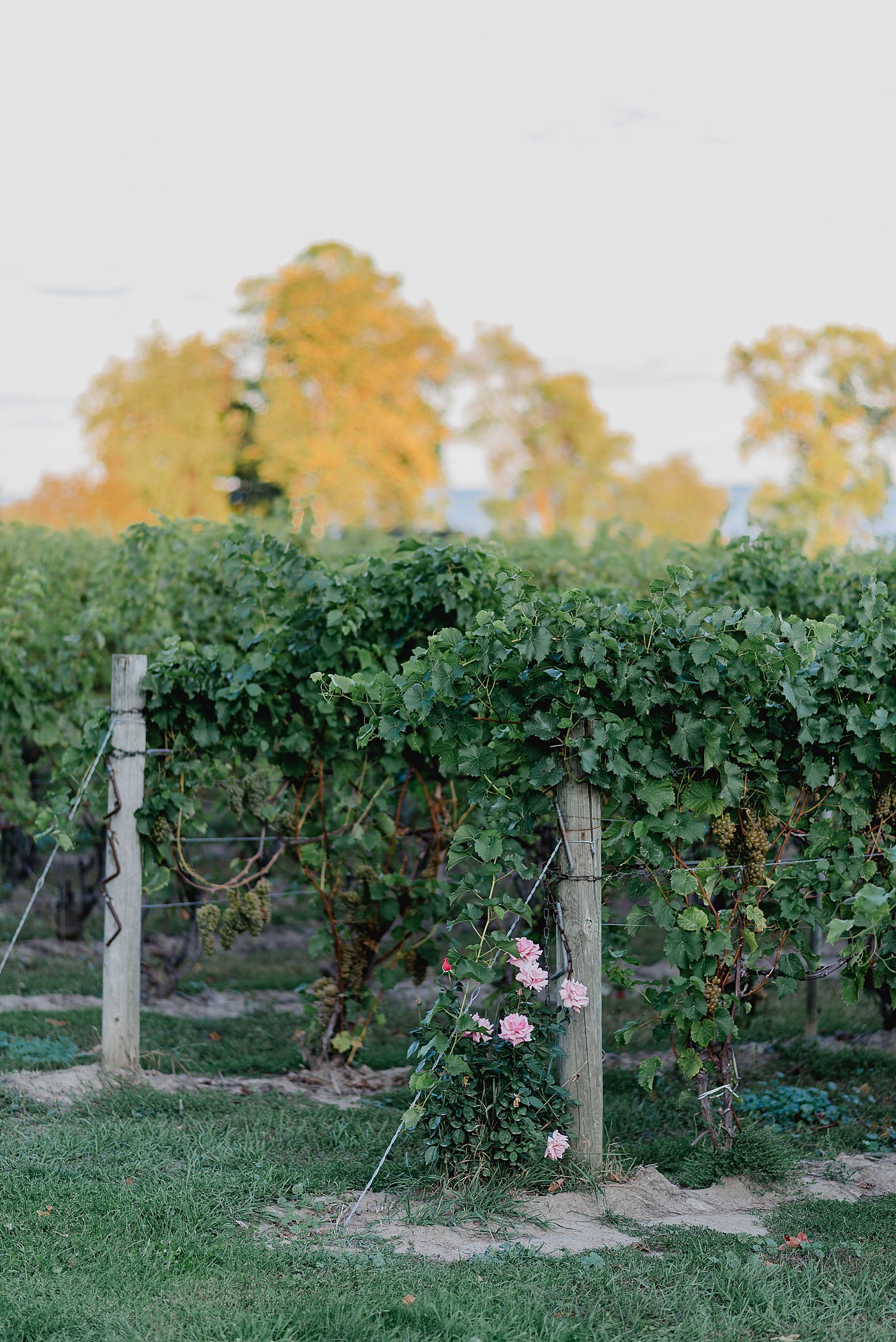 The Drake Devonshire - Prince Edward County Wedding Venues | Holly McMurter Photographs_0038.jpg