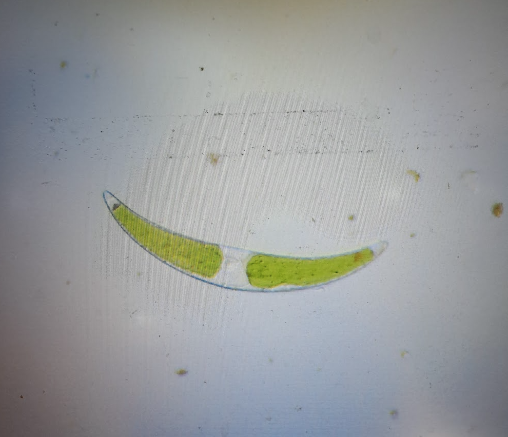 Wimbledon Common Nature Club - Life Under the Microscope