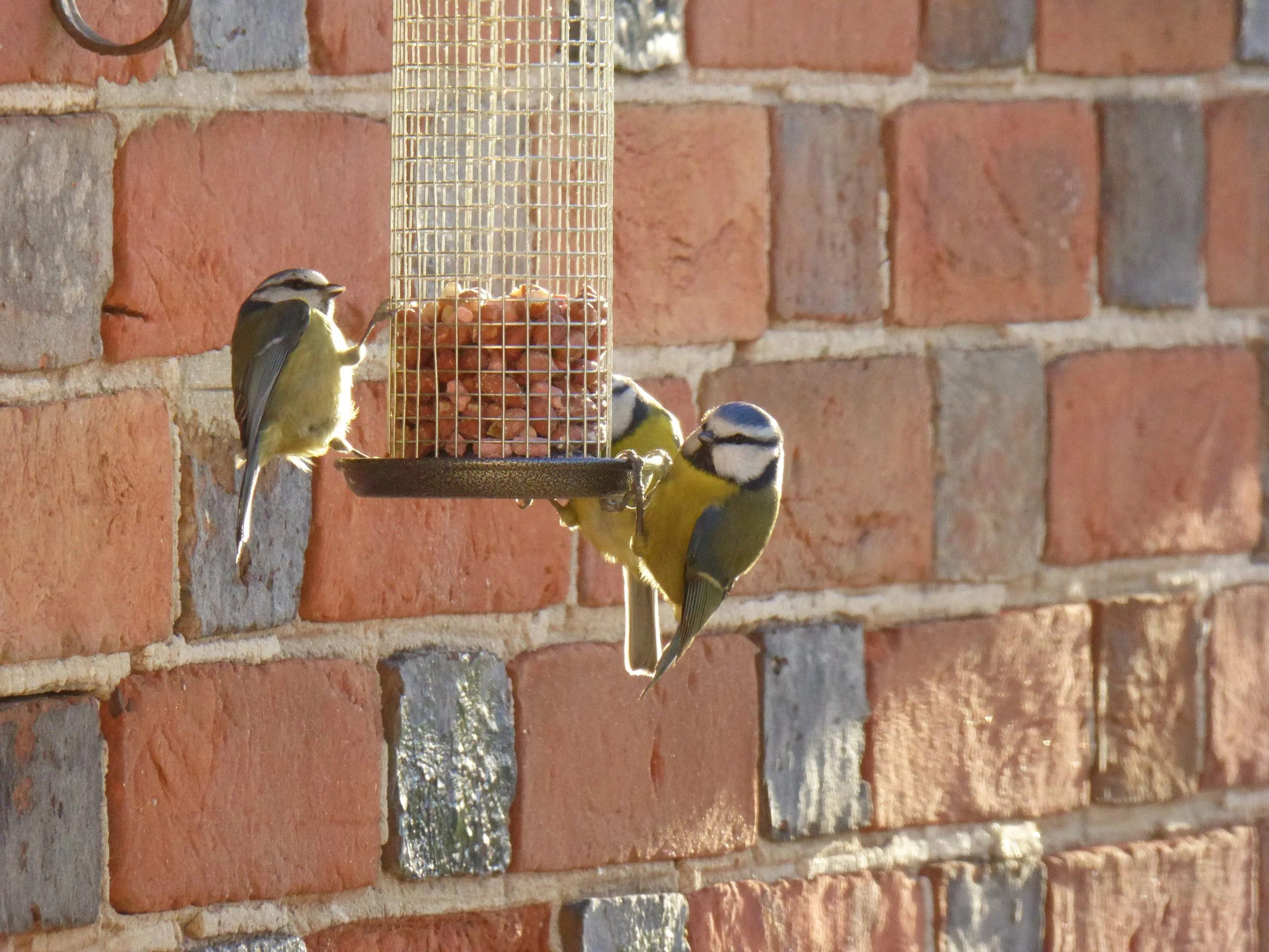 Wimbledon Common Nature Club - Bird Feeders