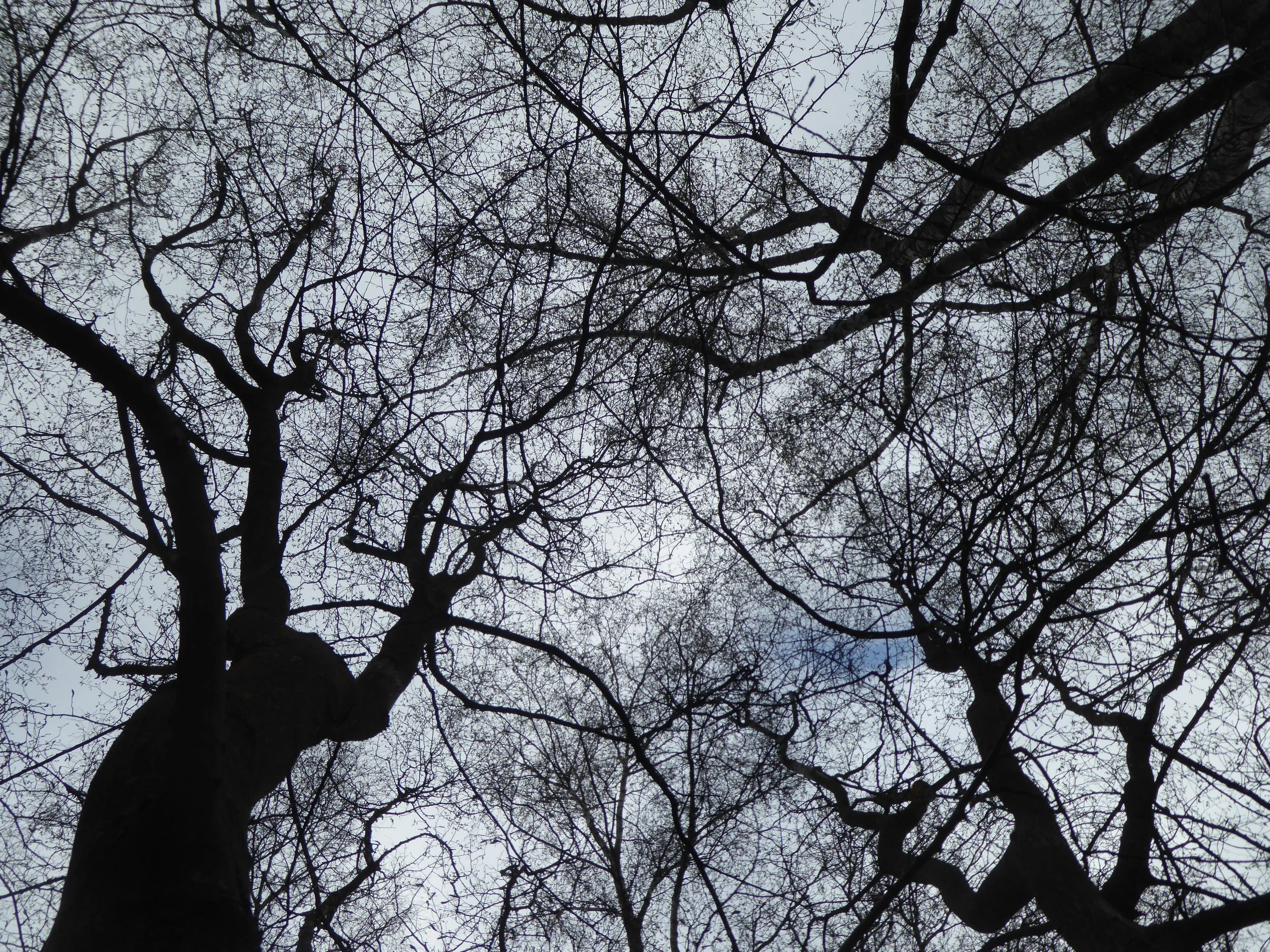 Wimbledon Common Nature Club - Trees