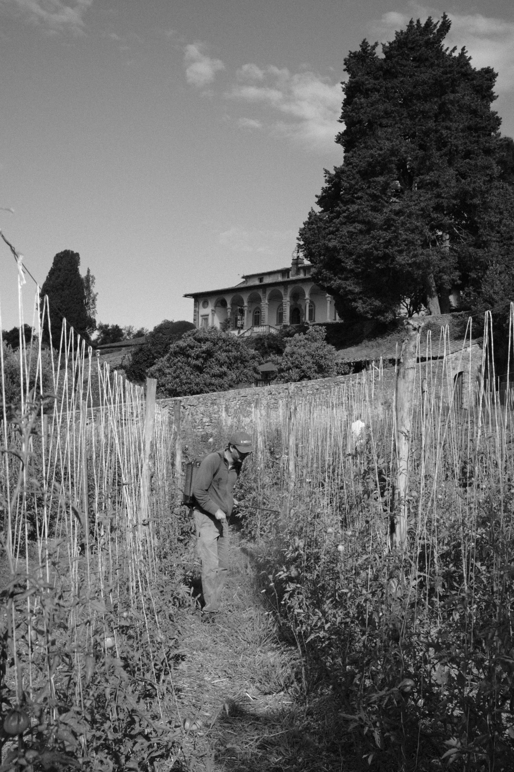 nicolas-denis-portfolio-tenuta-di-forci-2025-33.jpeg