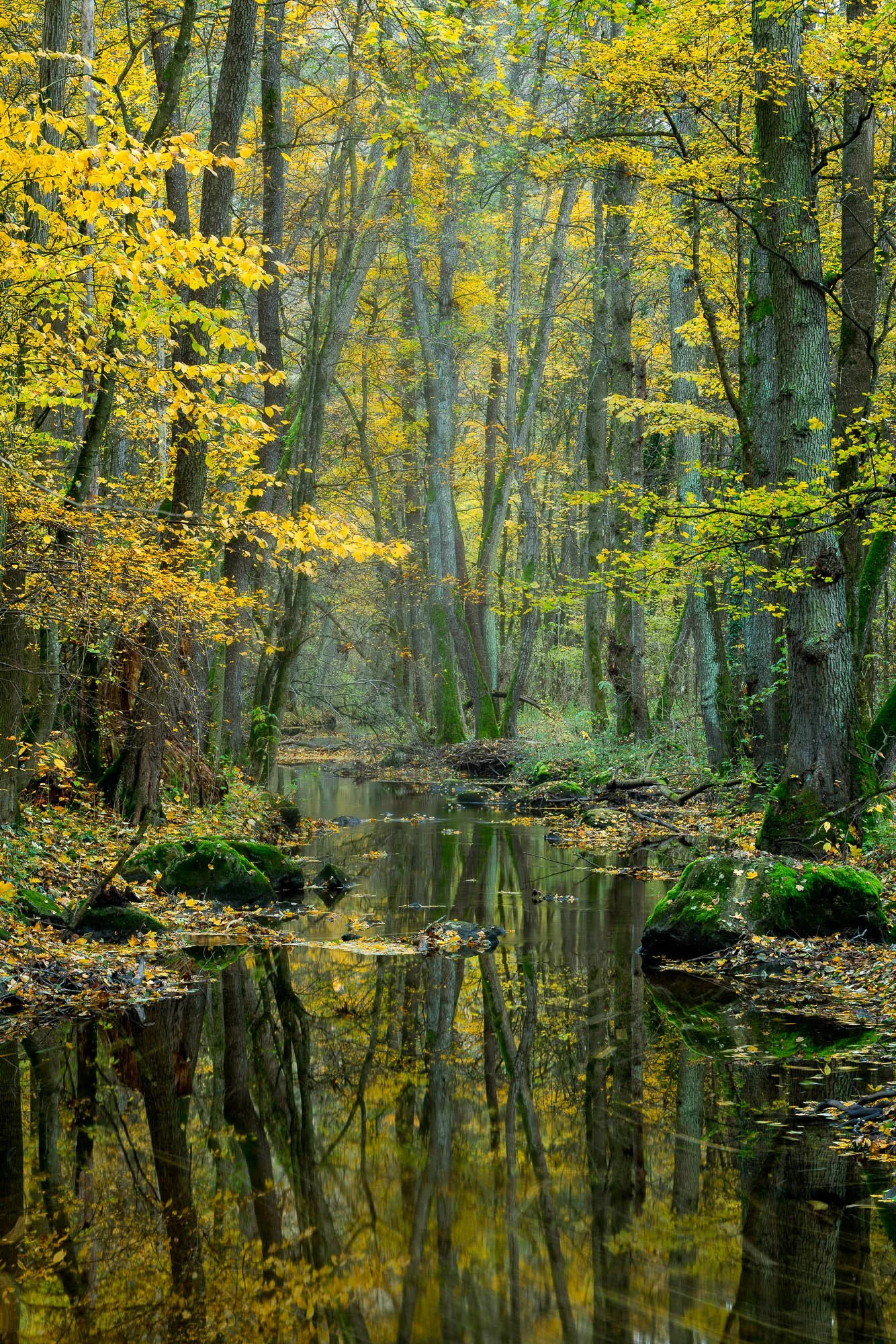 Zolo Demjan-20251030-21-13-15 .jpg