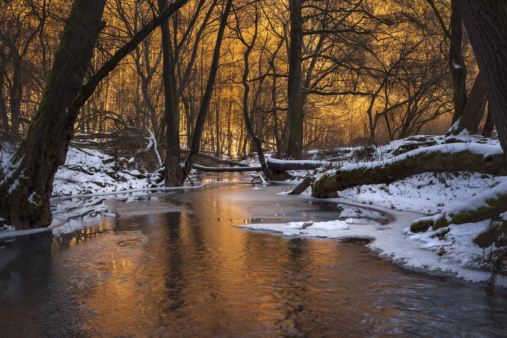 Zolo-Demjan-20260104-Jablonka 3.jpg