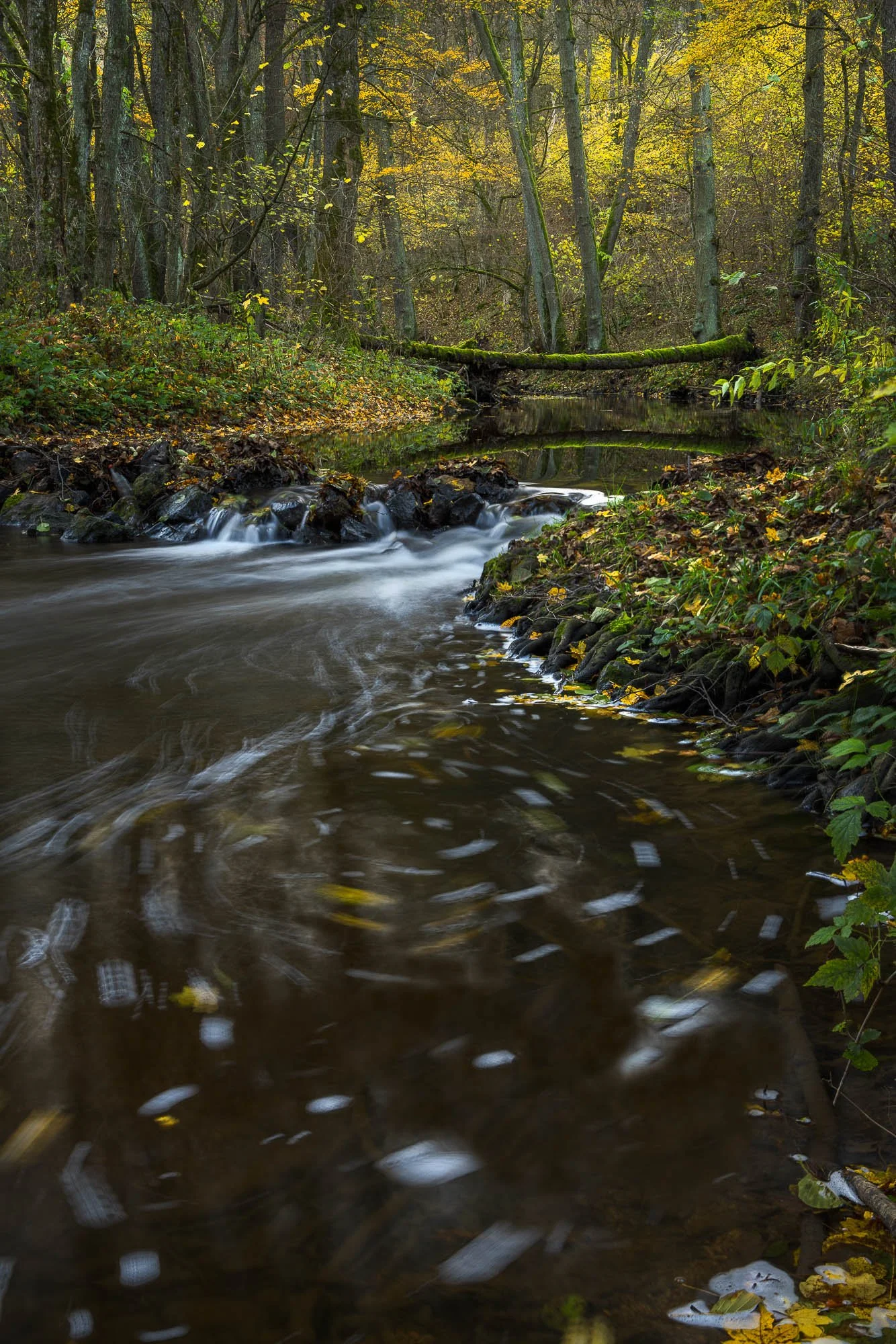 Zolo Demjan-20251030-20-20-30 .jpg