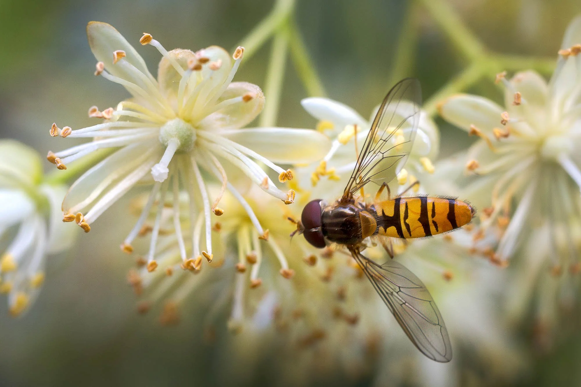 Zolo Demjan-20250630-07-26-20 .jpg