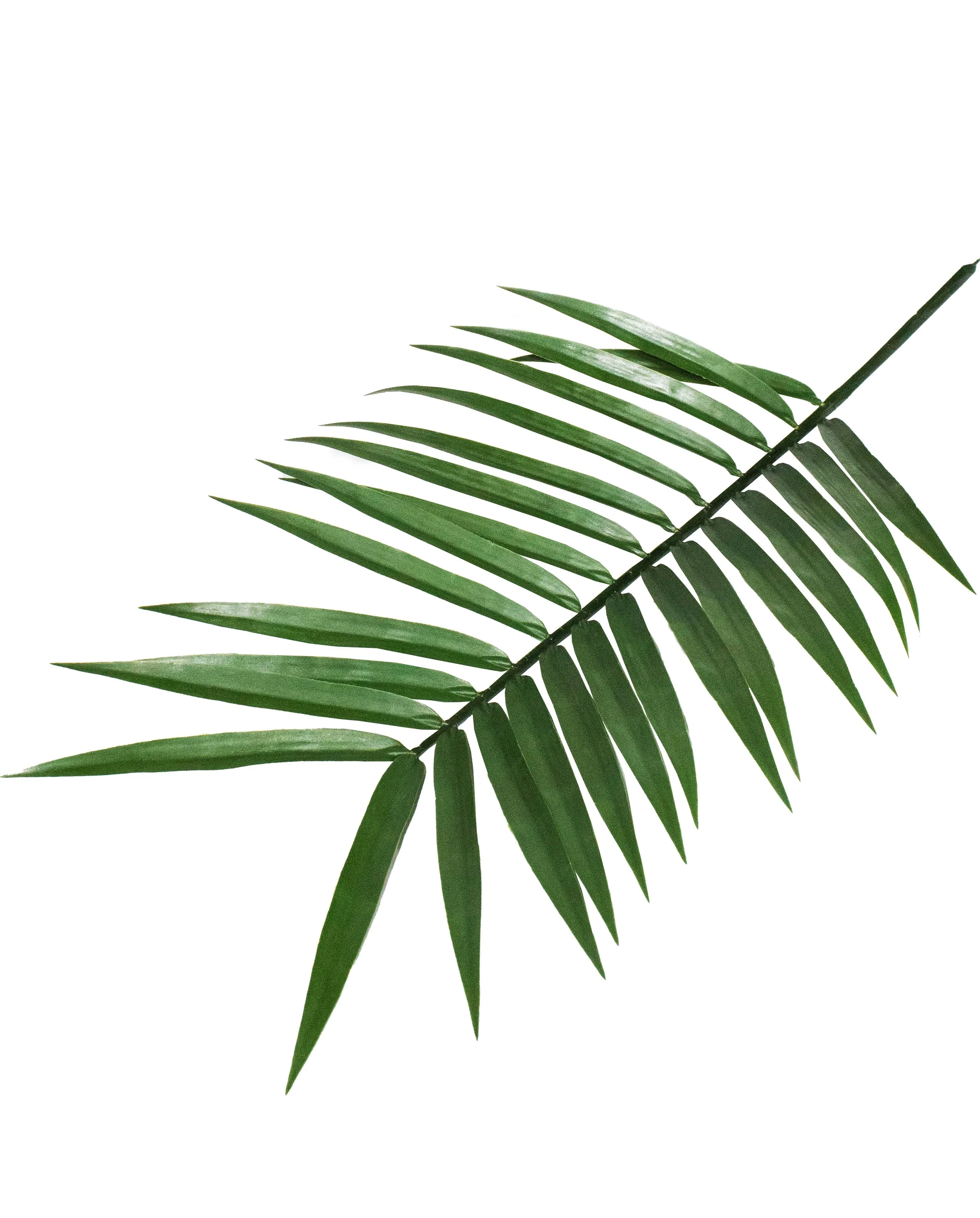 Yucca - BT75