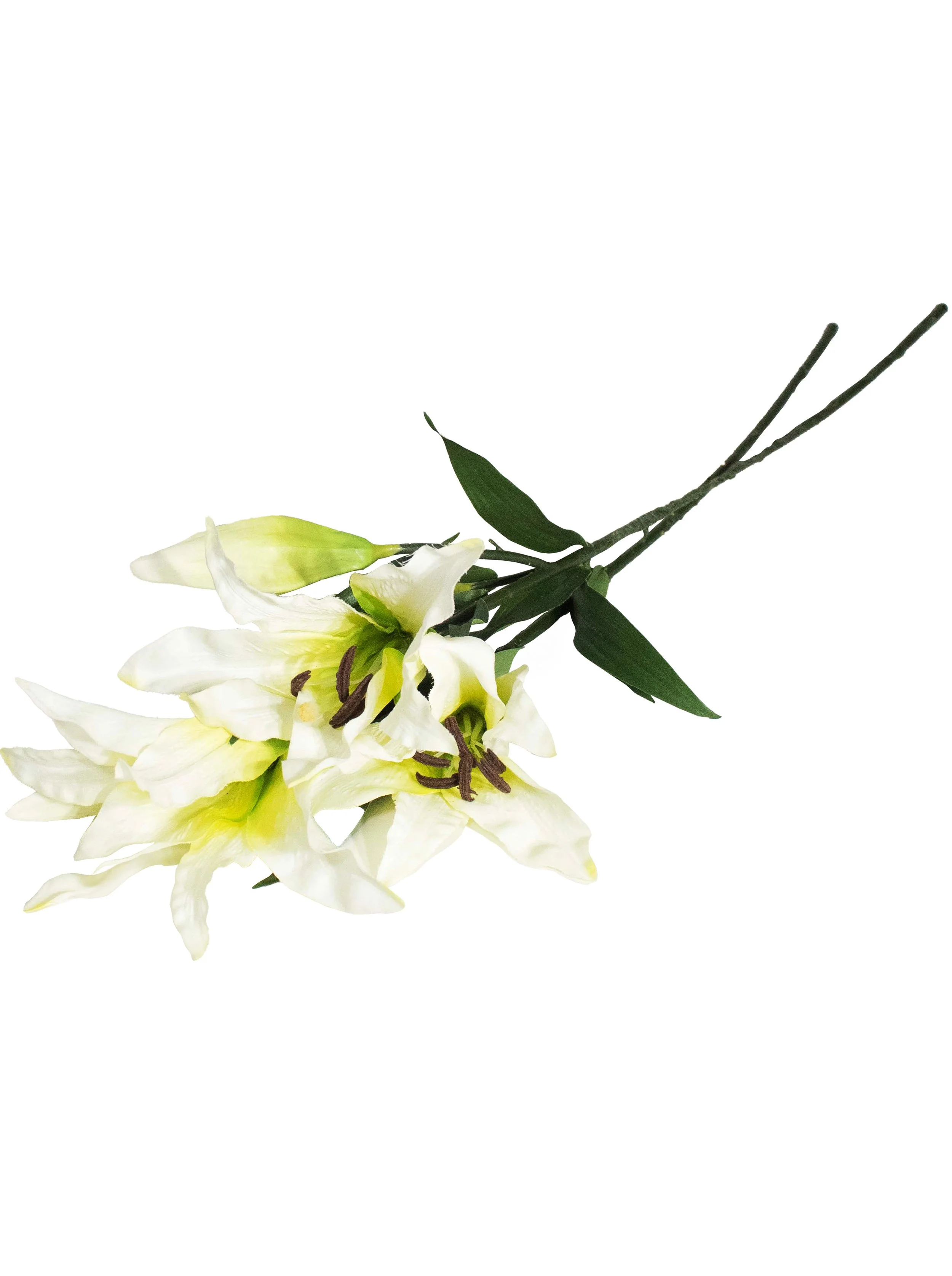 Madonna Lily - BT46