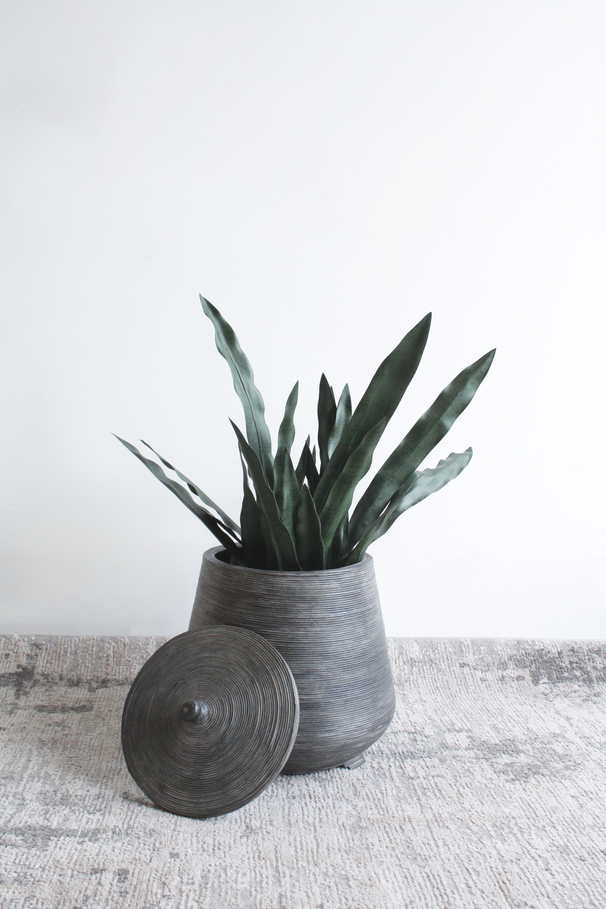 Snake Floor Plant - FP43