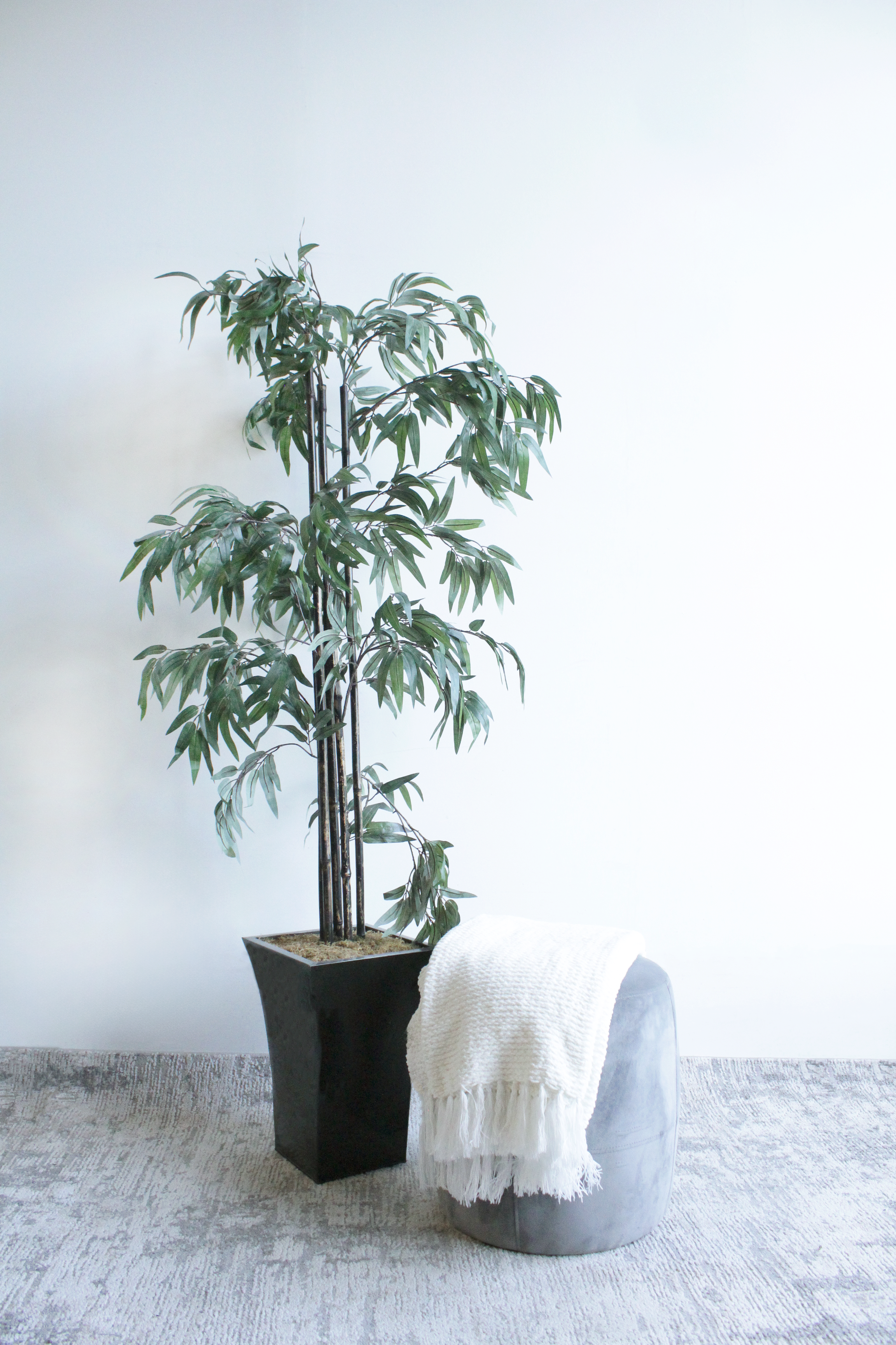 Black Bamboo Tree - FP22
