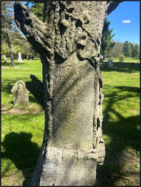 Large tree and grave markers at Hotchkiss Cemetery