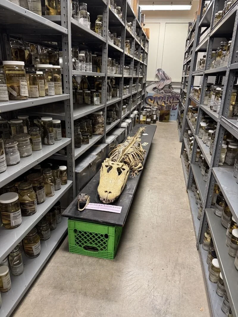 The skeleton of an alligator is displayed in an aisle of shelves