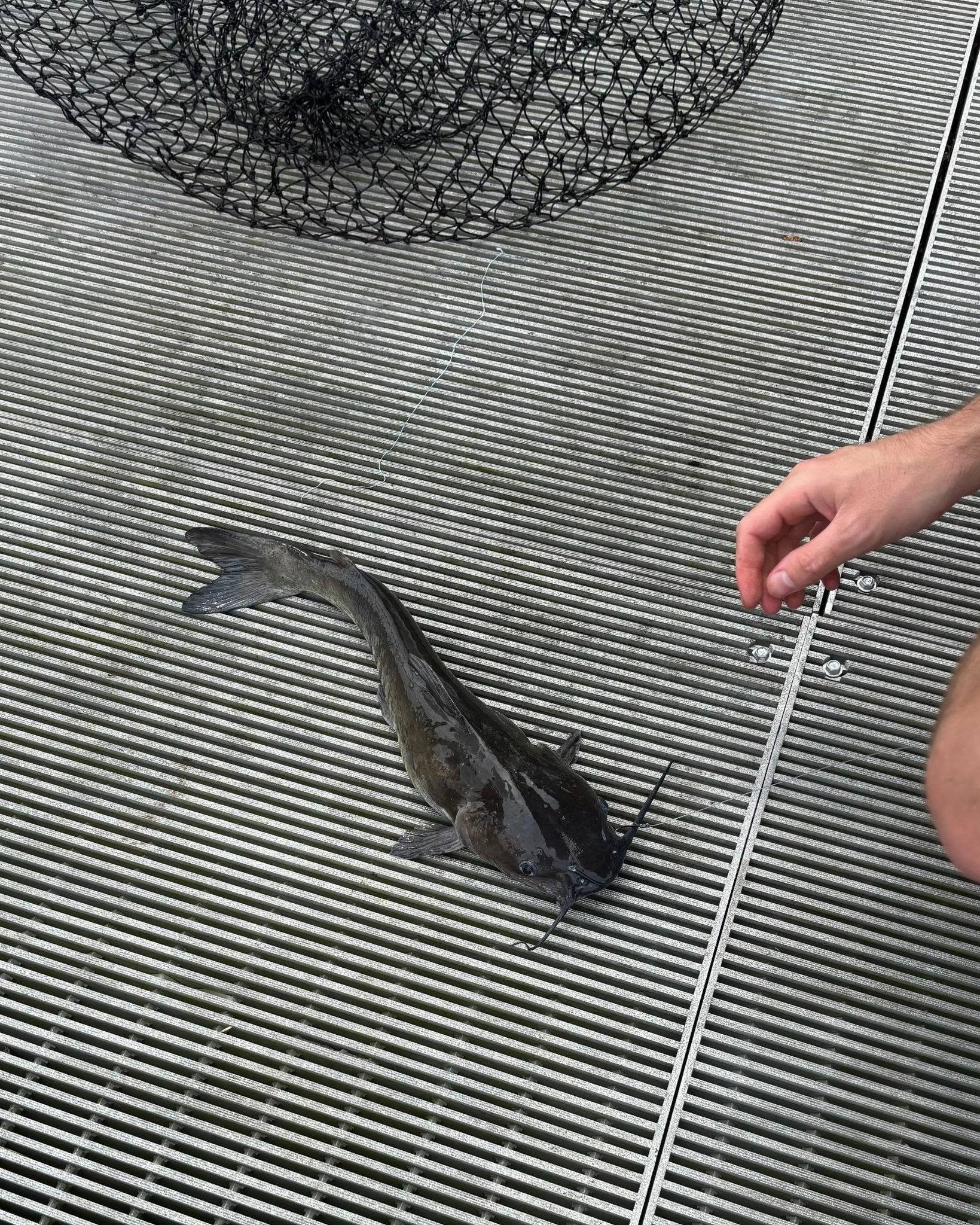 Huge catfish on dock