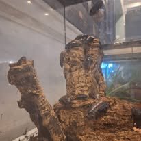 Bugs in glass enclosure climbing on wooden pieces