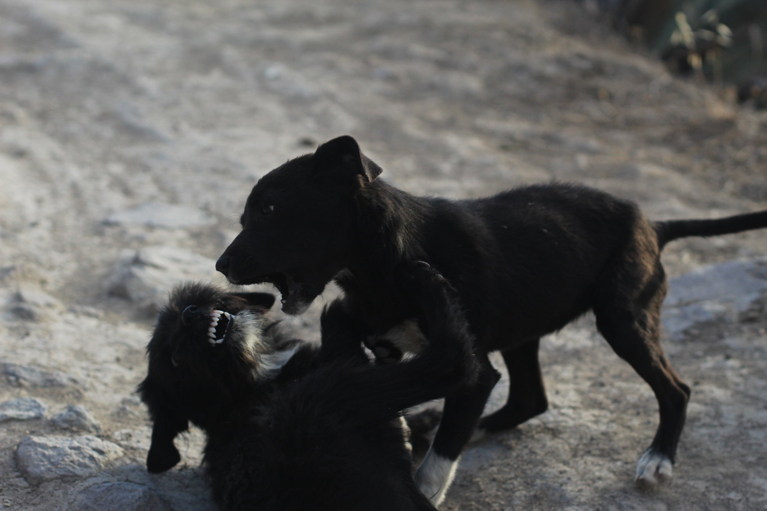  Sibling squabble! 