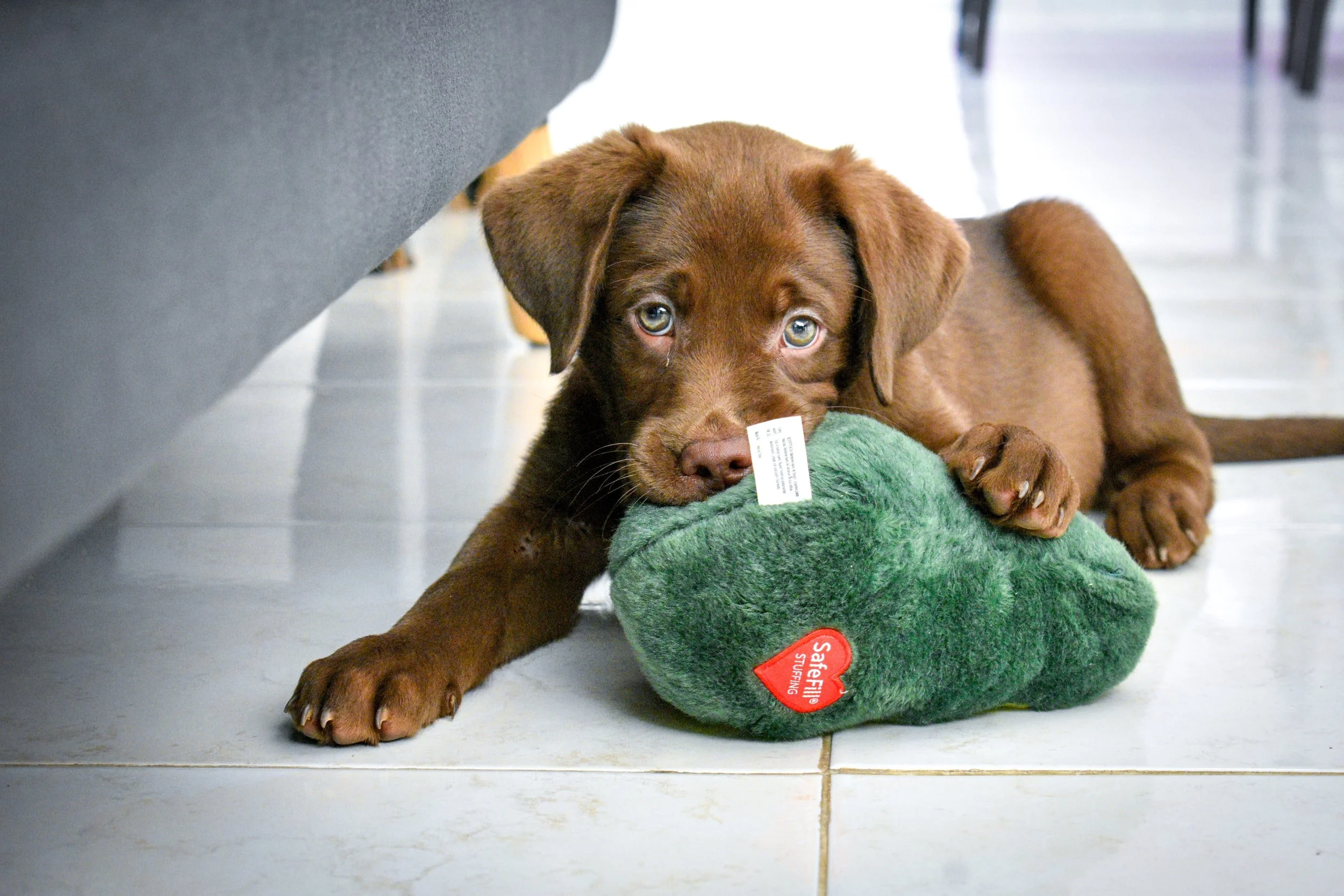A brown puppy lying on a tiled floor, biting a green stuffed animal with a red heart label that says 'Safety First Sleeping'.