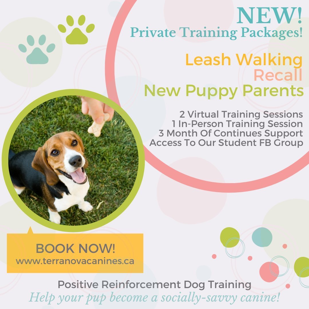 🚨NEW - PRIVATE TRAINING PACKGES🚨⁠
⁠
Terra Nova Canines now has private training options available!!⁠
⁠
Our private training sessions can help pet-parents and families discover the basics, work through challenges and develop a strong relationship wi