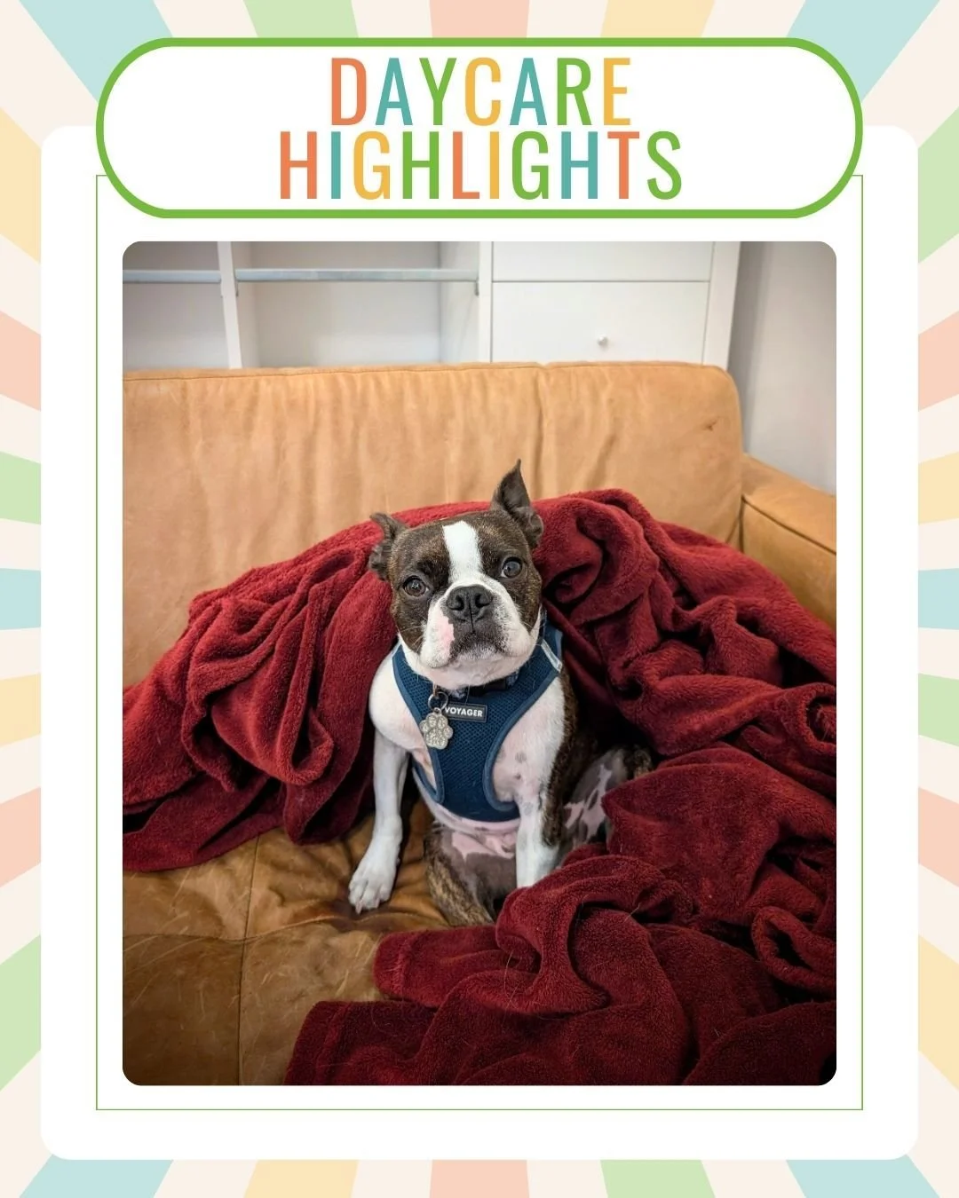 ❤️️

.
.
.

#surrey #SurreyBC #surreydogs #dogsofsurrey #surreydogdaycare #surreydogsitting #surreypetsitting #surreypetcare #surreypetservices #langley #LangleyBC #langleydogs #dogsoflangley #langleydogdaycare #langleydogsitting #langleypetsitting #