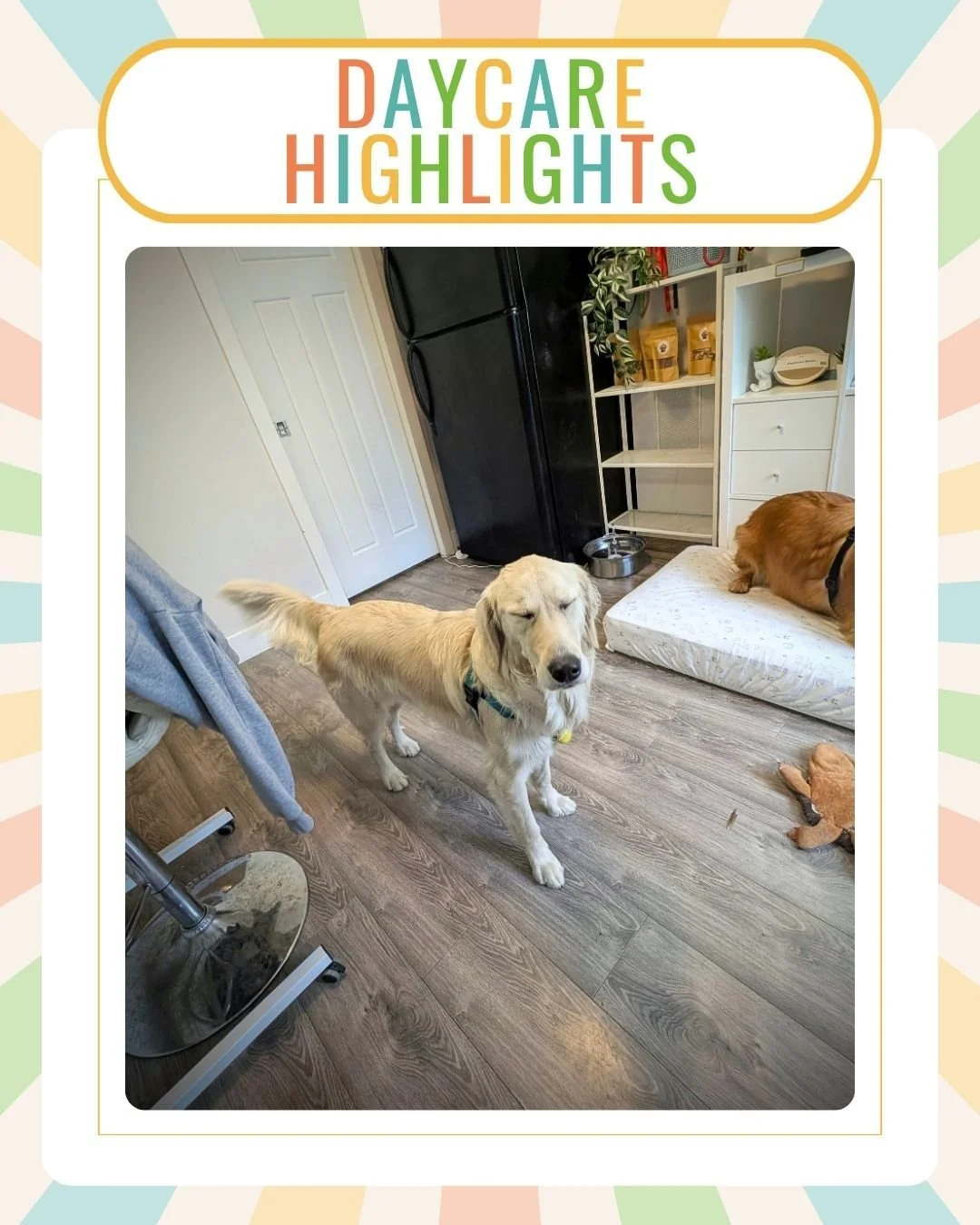 ❤️️

.
.
.

#surrey #SurreyBC #surreydogs #dogsofsurrey #surreydogdaycare #surreydogsitting #surreypetsitting #surreypetcare #surreypetservices #langley #LangleyBC #langleydogs #dogsoflangley #langleydogdaycare #langleydogsitting #langleypetsitting #