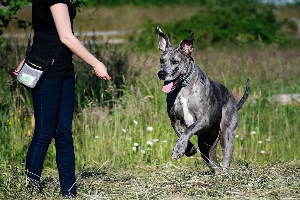 A woman in black shirt and jeans playing with a brindle-colored Great Dane in a grassy field.