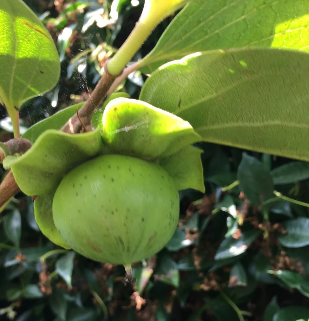 Garden Persimmon