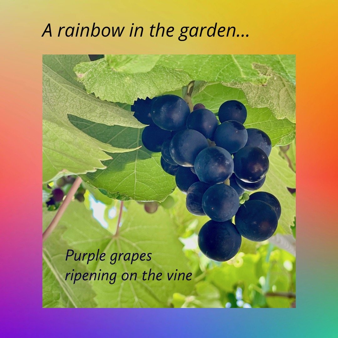 Rainbow - Purple Grapes.jpeg