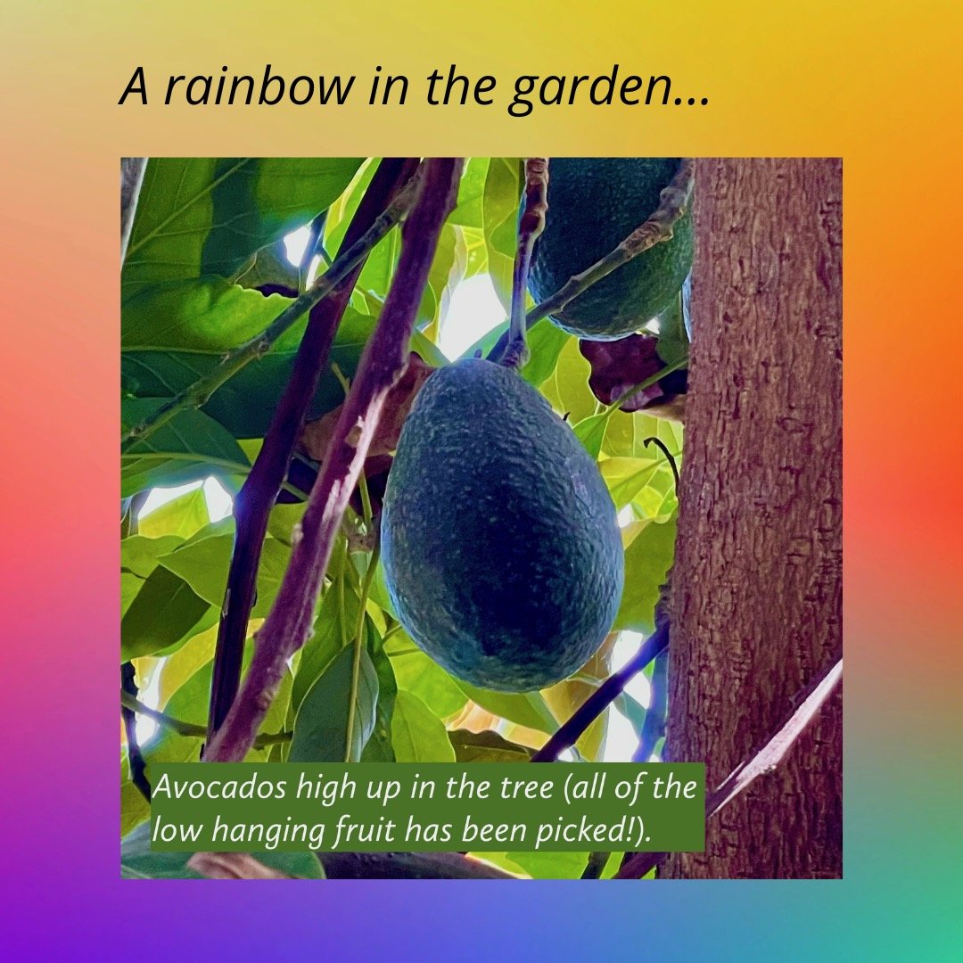 Rainbow - Green Avocado.jpeg