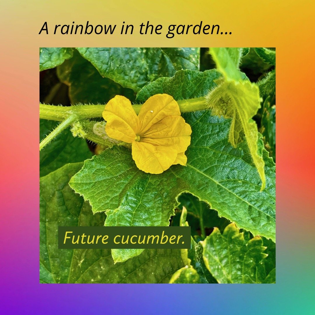 Rainbow - Yellow cucumber.jpeg