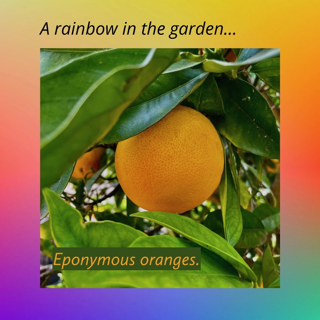Rainbow - Orange.jpeg