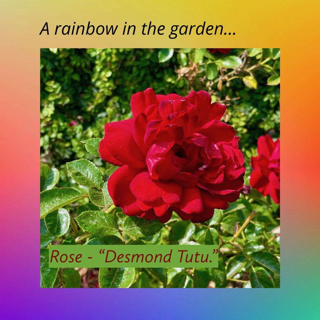 Rainbow - Red Rose.jpeg