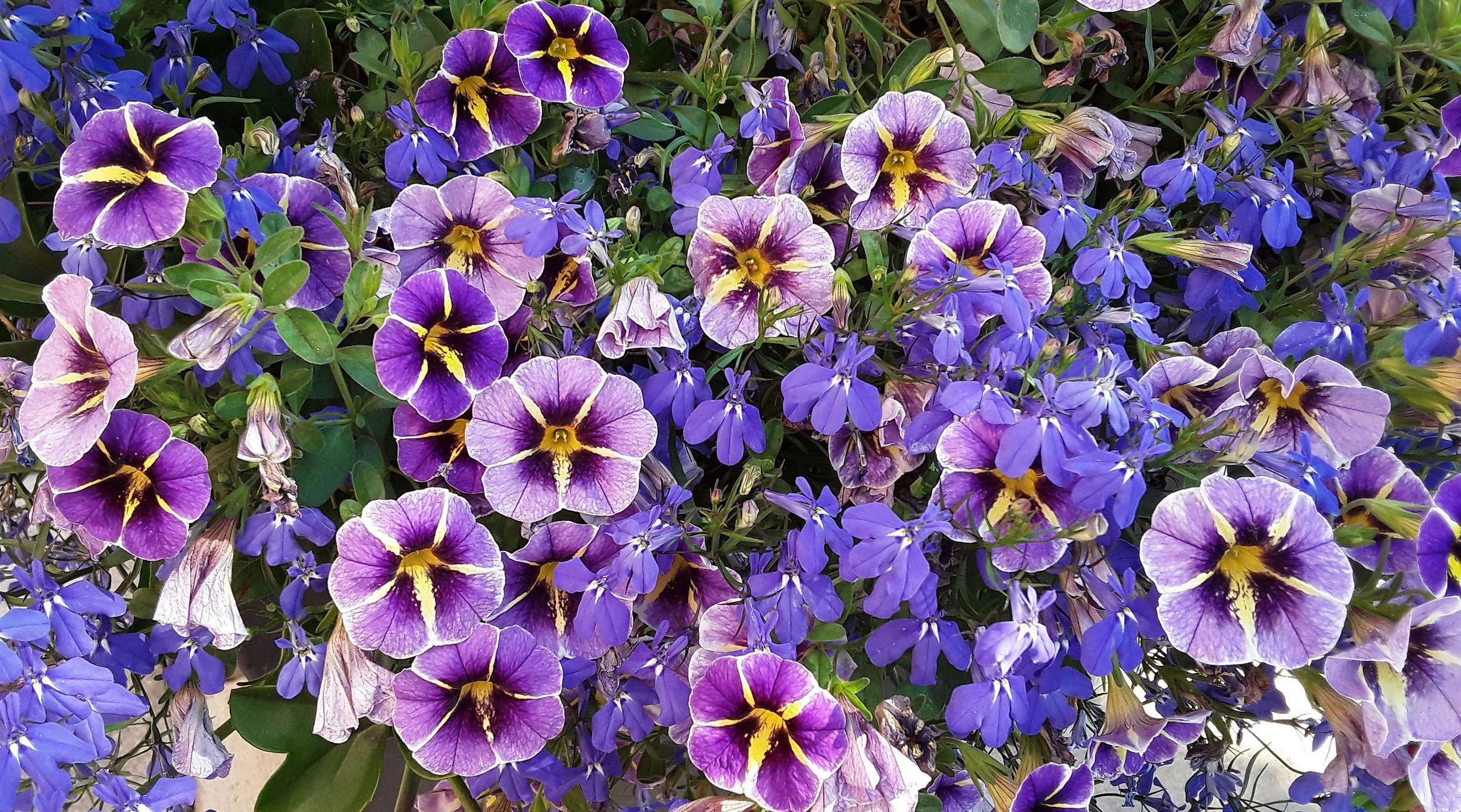 Pink and Purp little flwrs.jpg