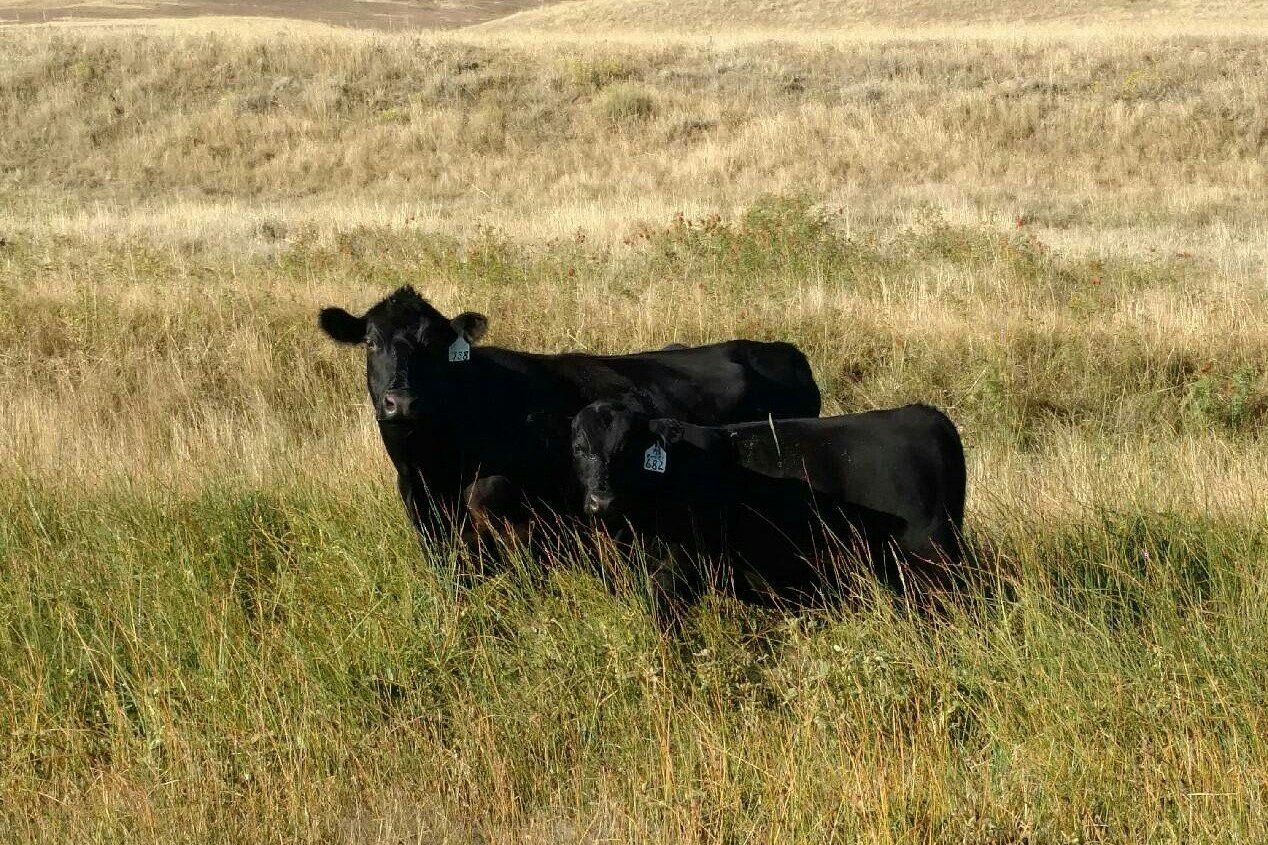 Wyoming Female and calf