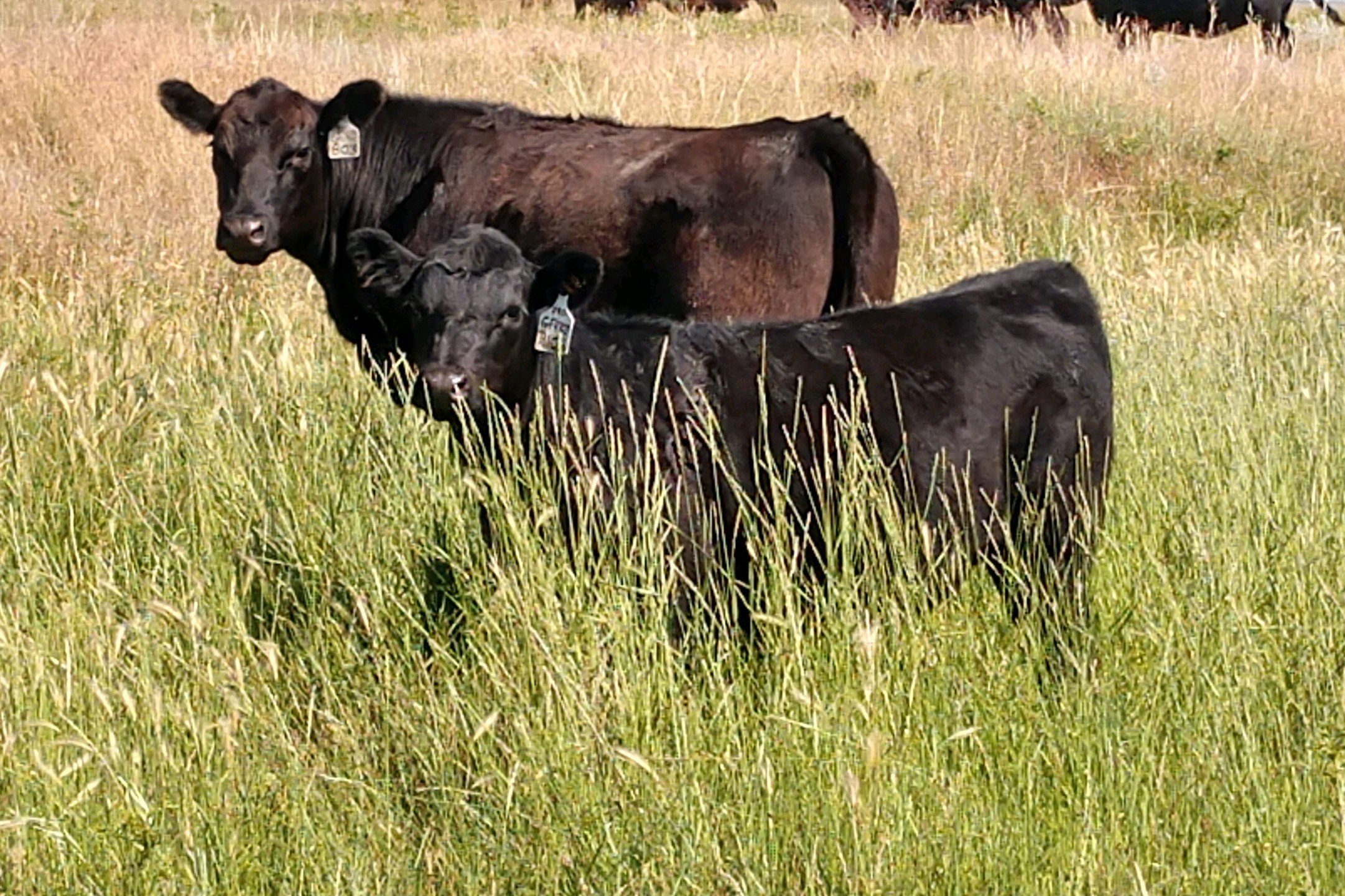Cow and Calf in Wyoming