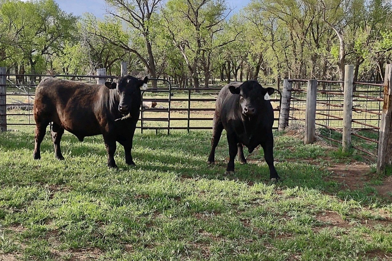 Angus Yearling Bulls