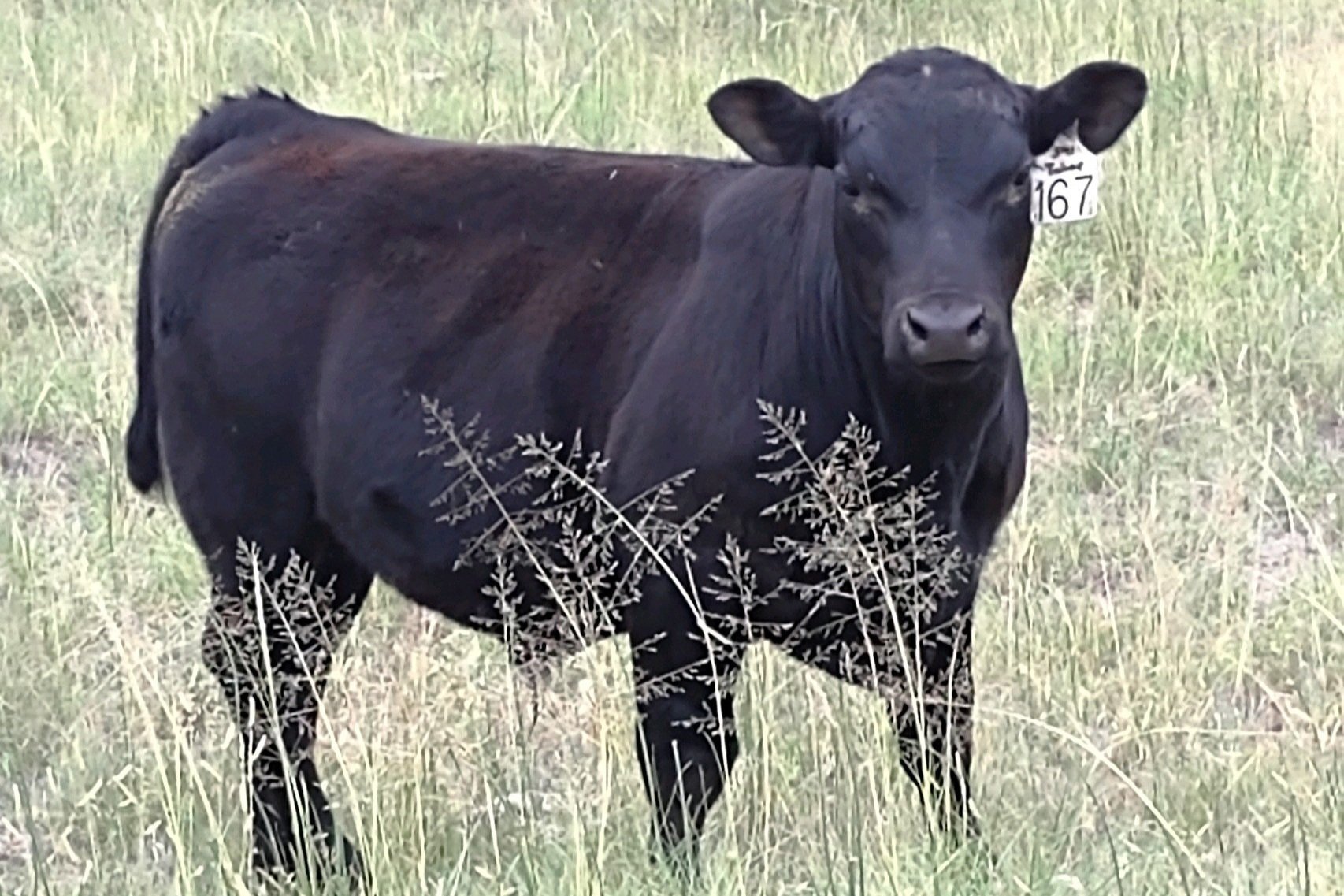 Bull Calf in Wyoming